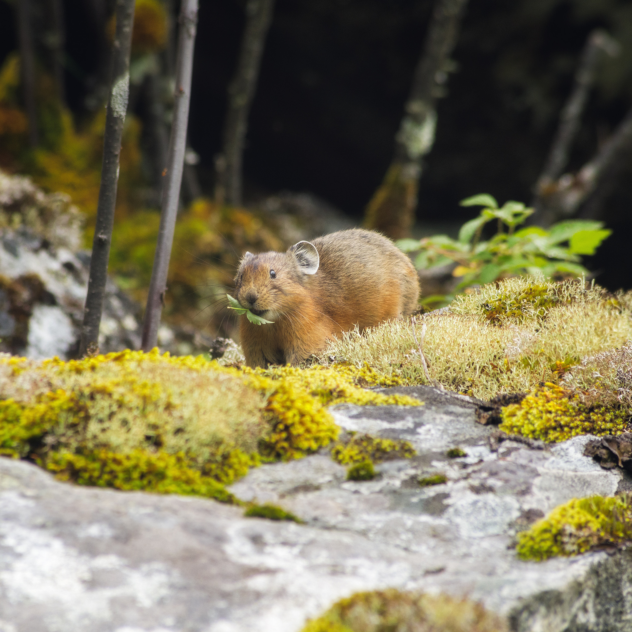 Альпийская пищуха.