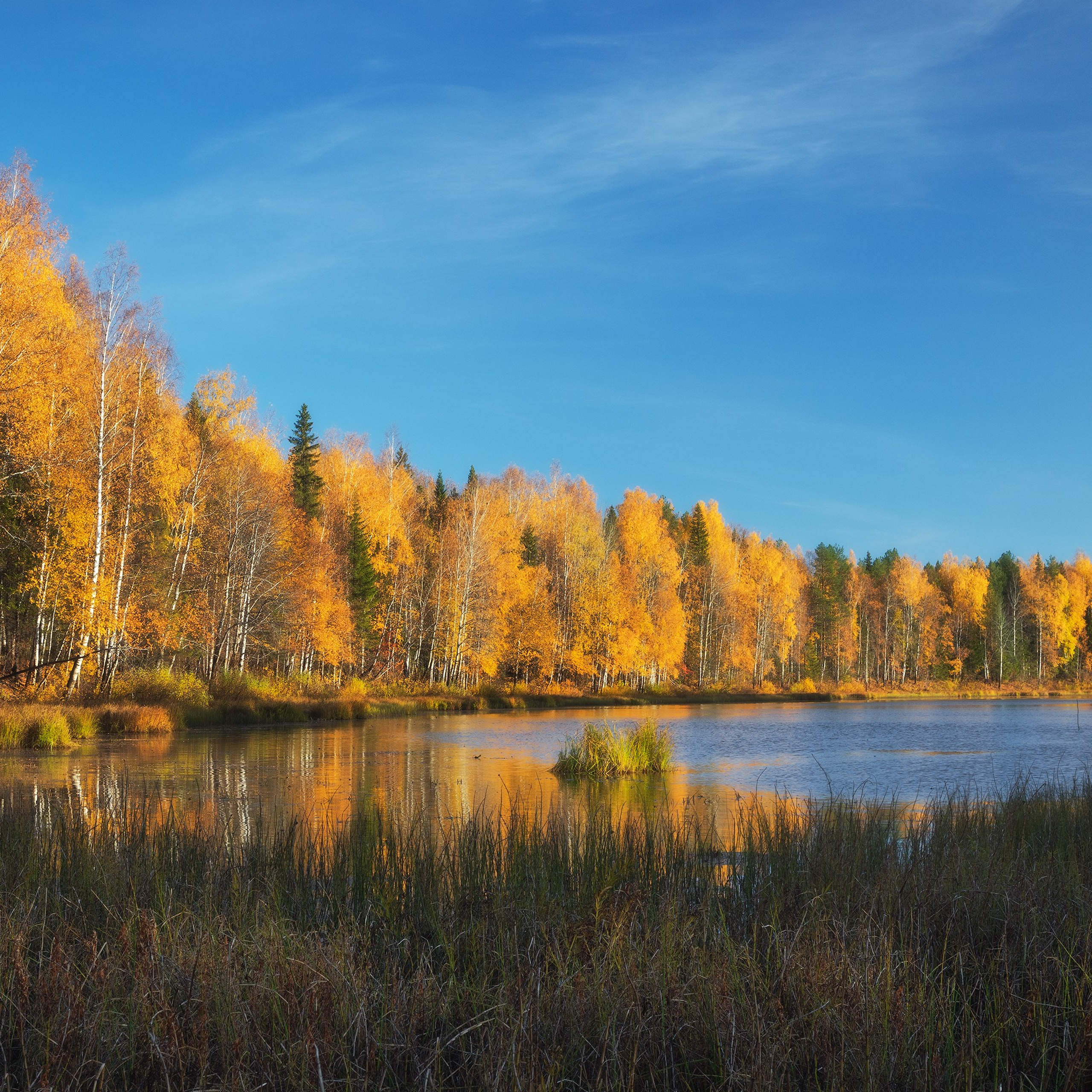 Старица реки Вычегды в осенних цветах. Осенний пейзаж. Осенний лес.