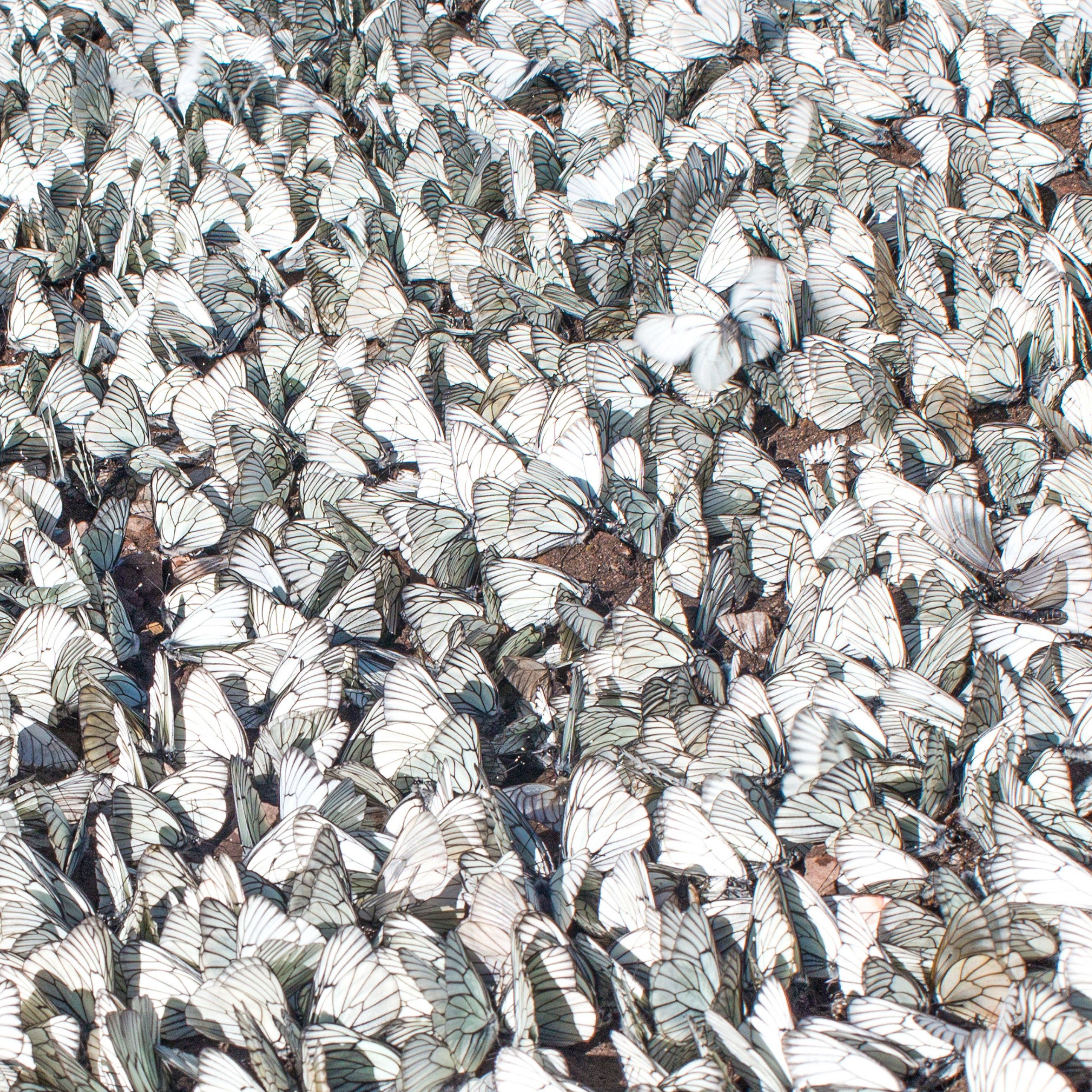 Колония бабочек Боярышниц.