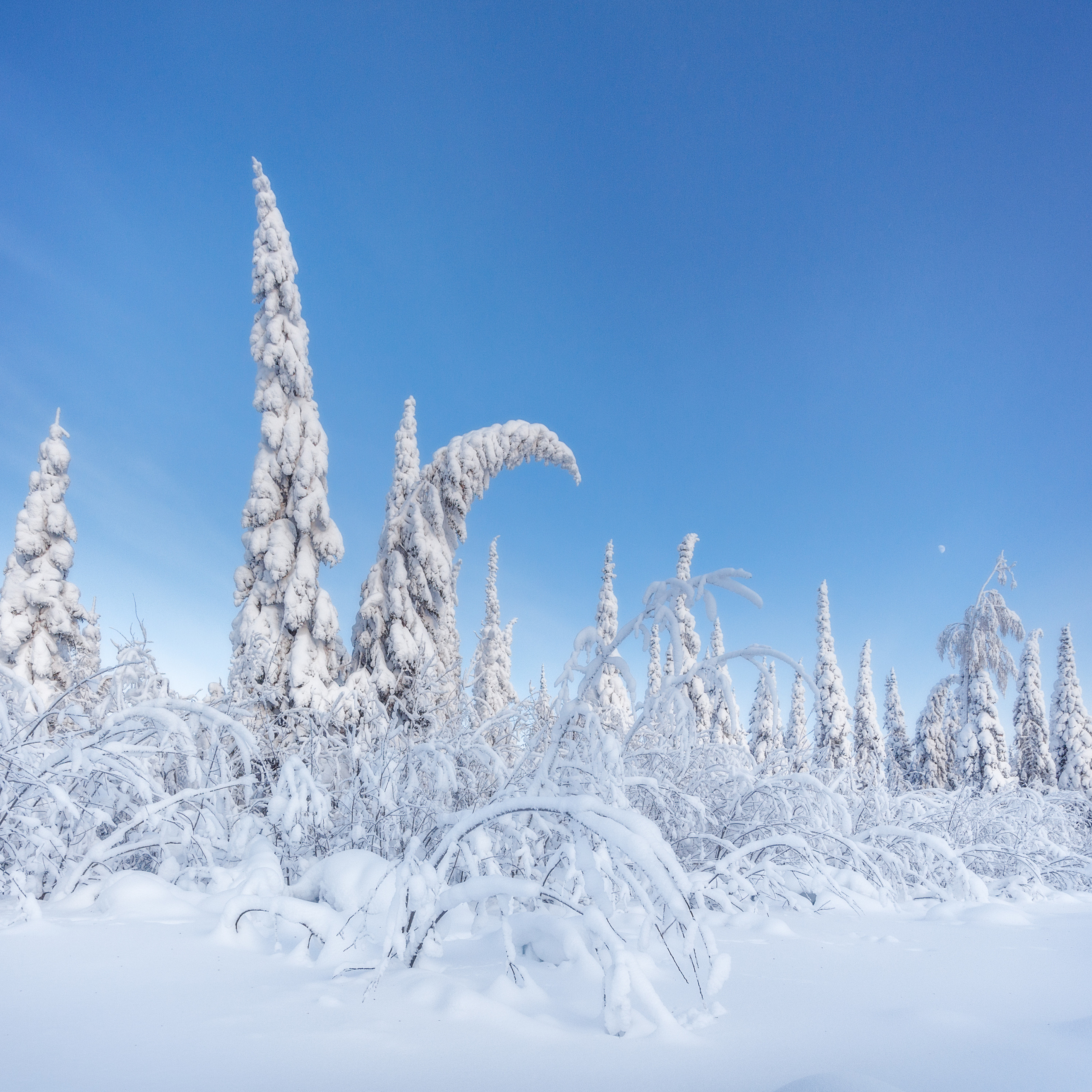 Snow-covered firs. Spruce covered with snow. Snow taiga. Winter landscape. Landscape with snow. Snow covered forest. Snow on the trees. Snow drifts. Snow on the branches of trees.