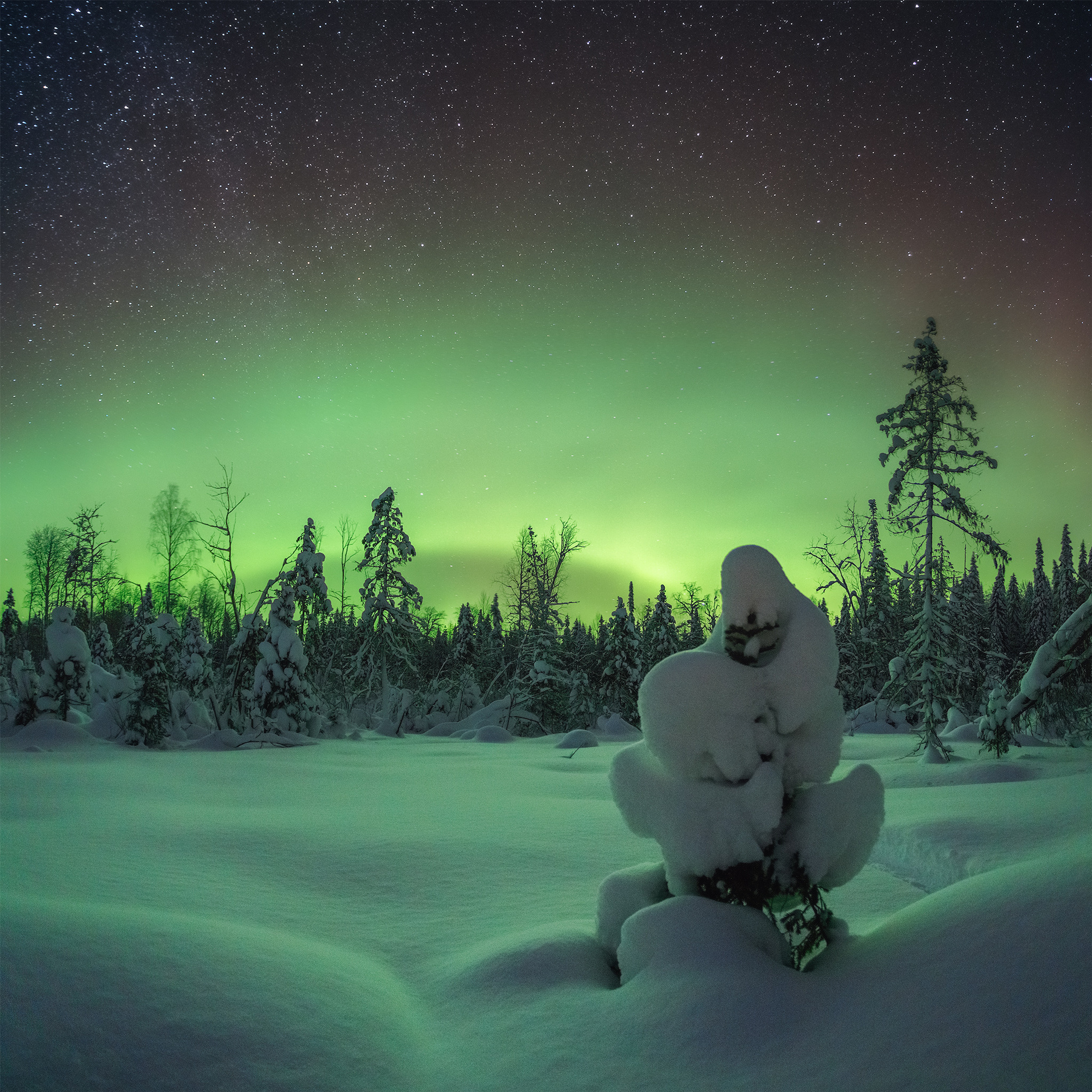 Northern lights in winter in the taiga of the Komi Republic