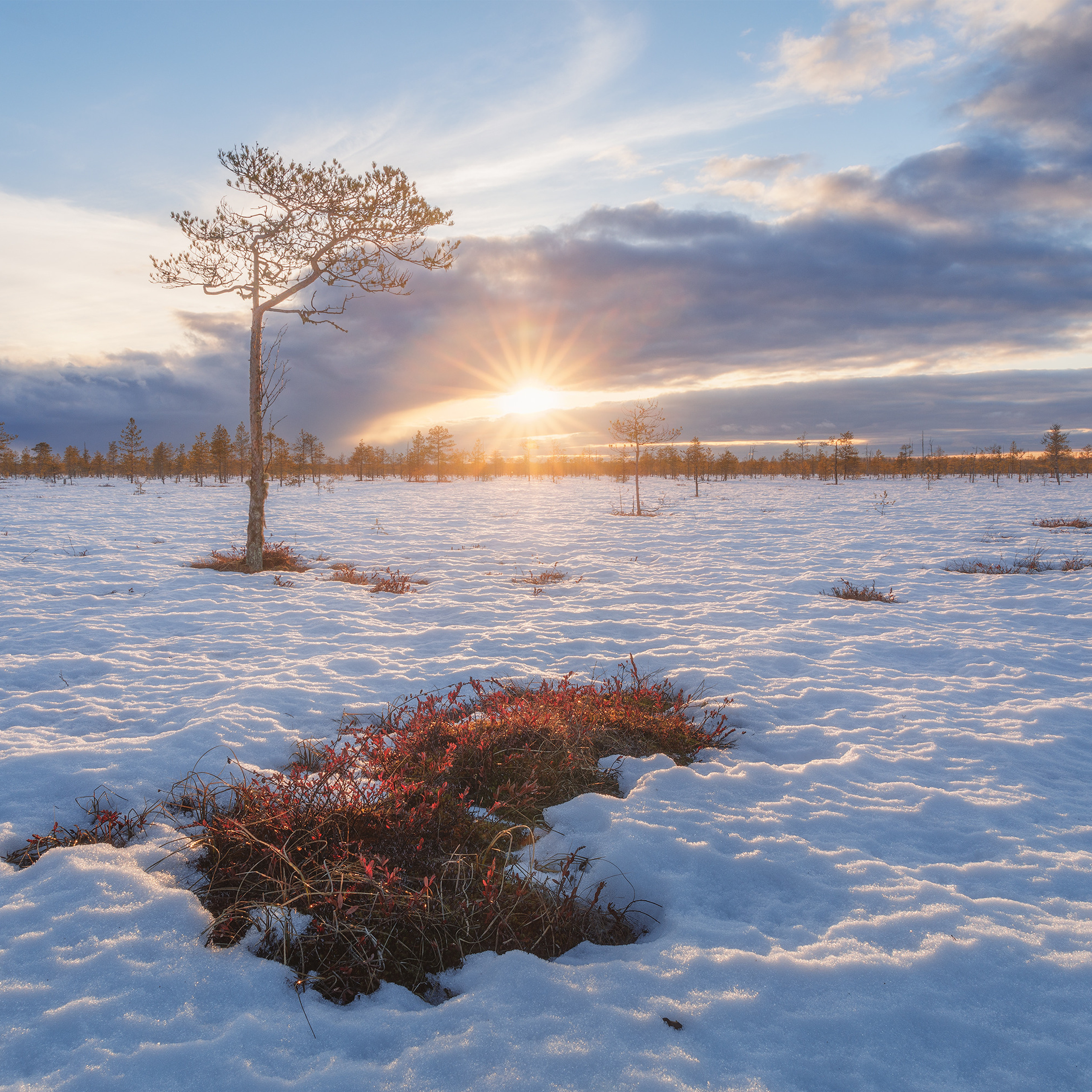 Весенний закат. Закат на болоте. Проталины на болоте весной. Кусты клюквы видны из-под снега. Сосна на болоте. Растаявший снег весной на болоте. Весеннее болото. Пейзаж с солнцем.