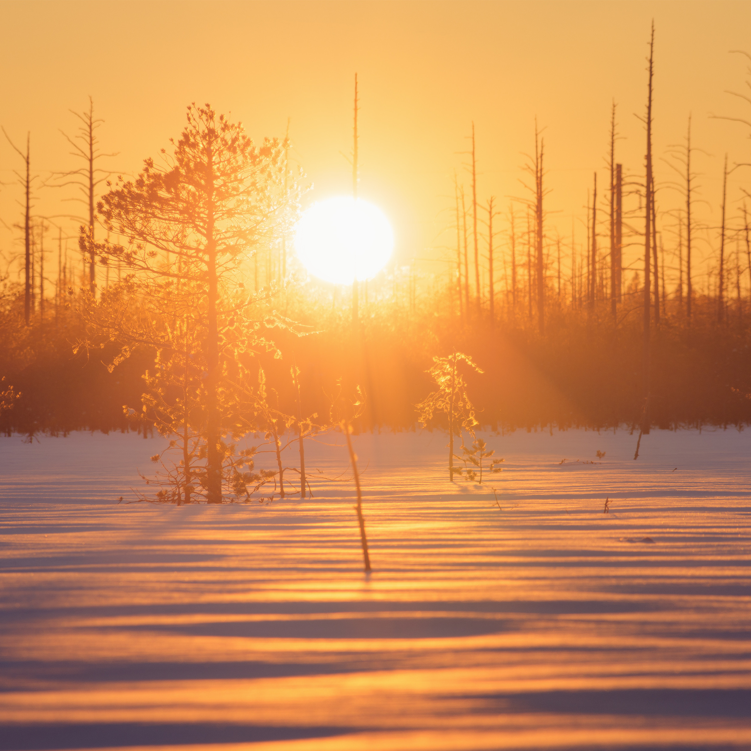 Закат на болоте. Апельсиновое солнце. Солнце между деревьев. Весенний пейзаж. Болото на закате весной. Оранжевое солнце на весеннем болоте. Золотой закат среди сосен.