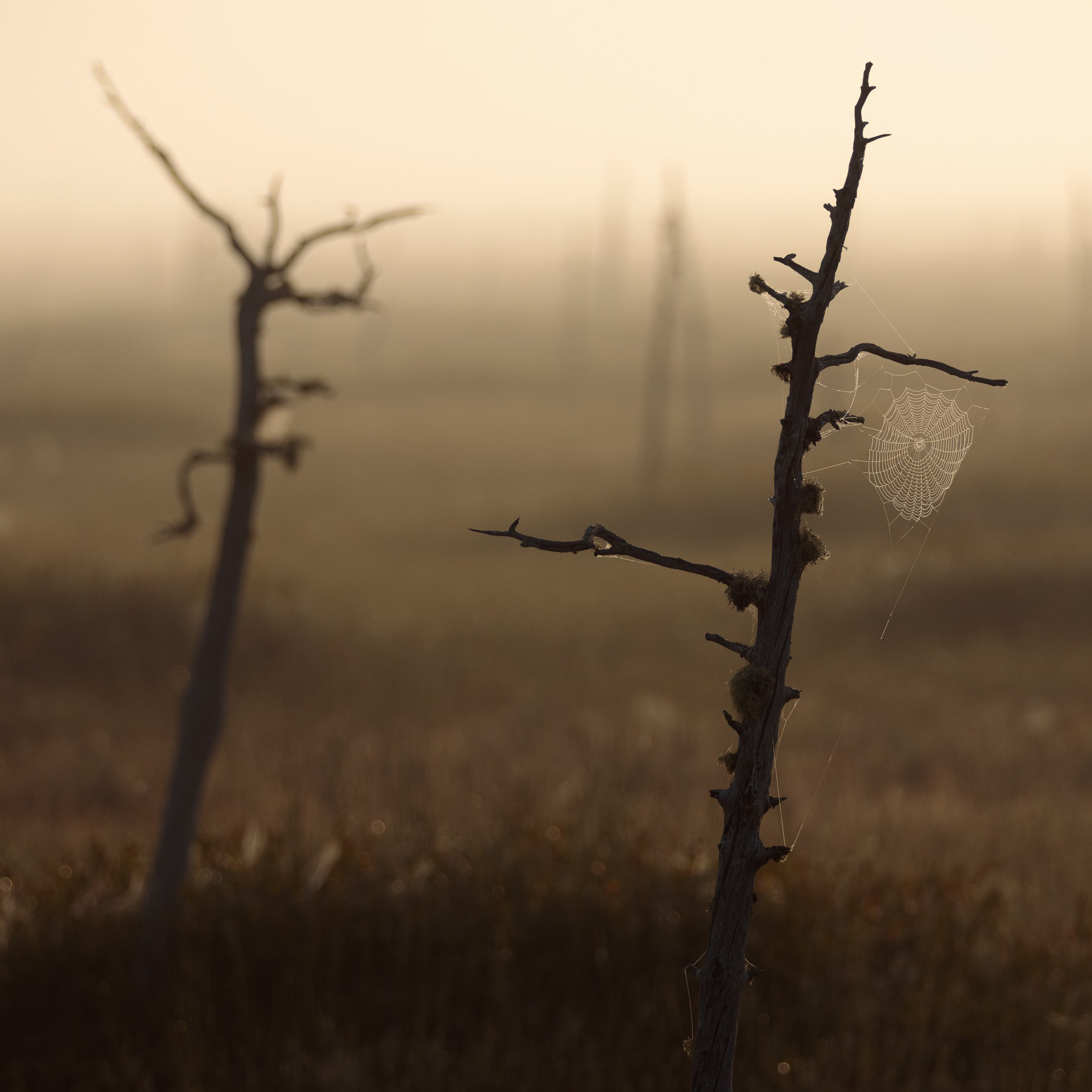 Art photography. Professional landscape and advertising photographer Chalanov Ivan