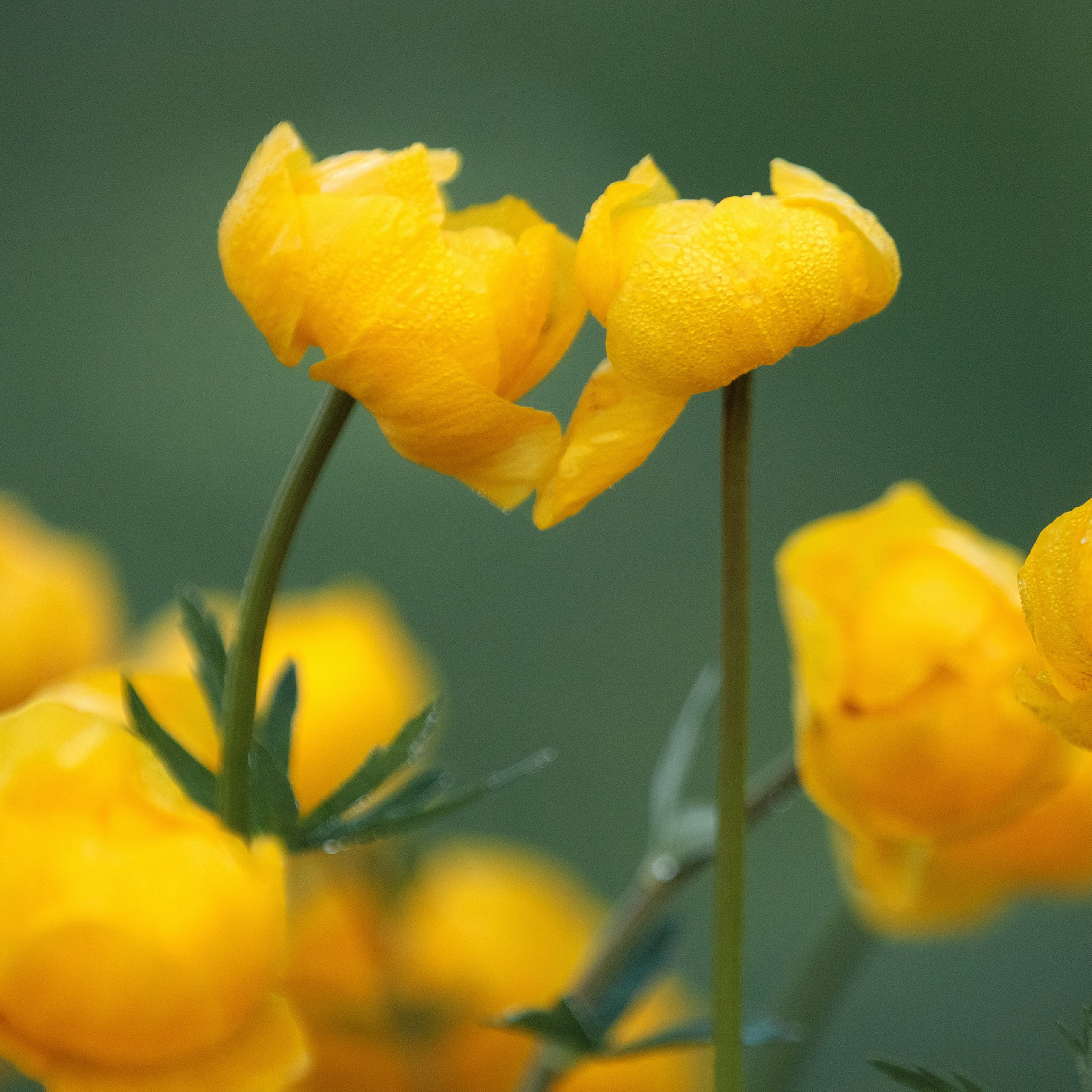 Globeflower