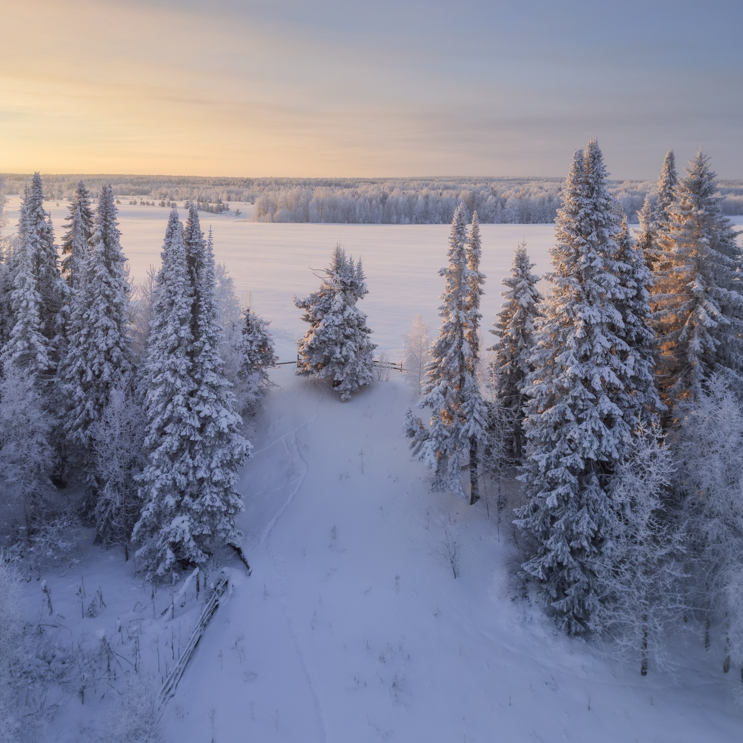 Морозный закат среди елей. Заснеженные ели в морозный вечер. Зима на окраине деревни.