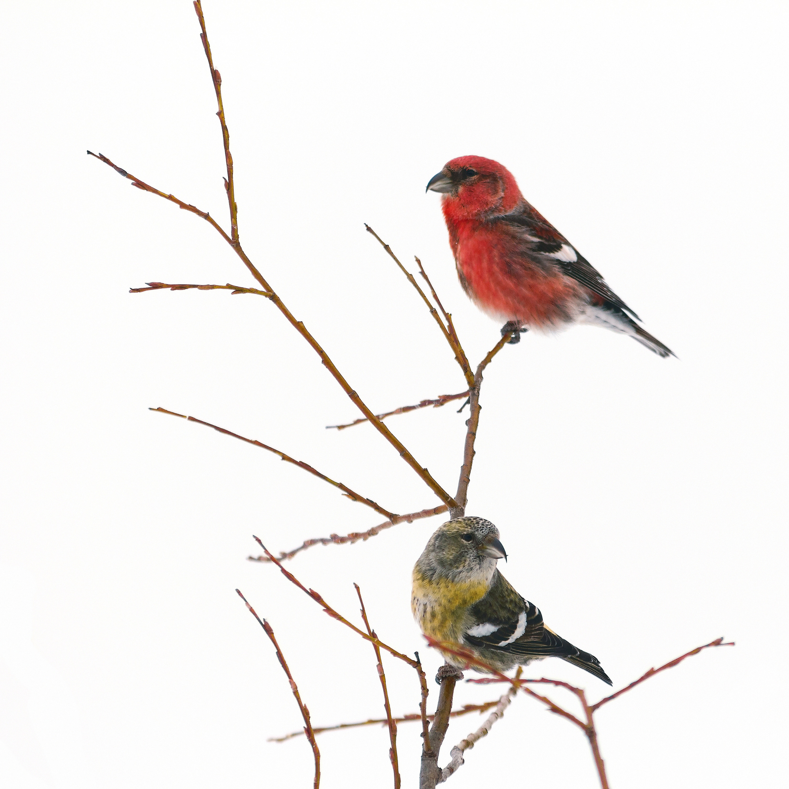 Красный и желтый клёсты.