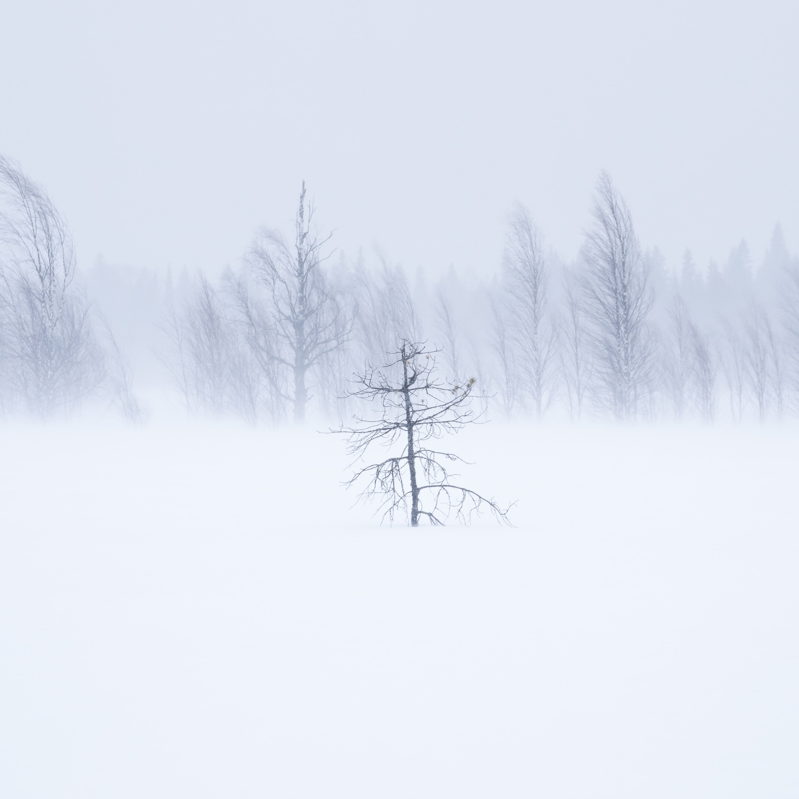 Interior photography. Gallery photography. Photography for interior. Photography for interior design. Landscape on the wall.