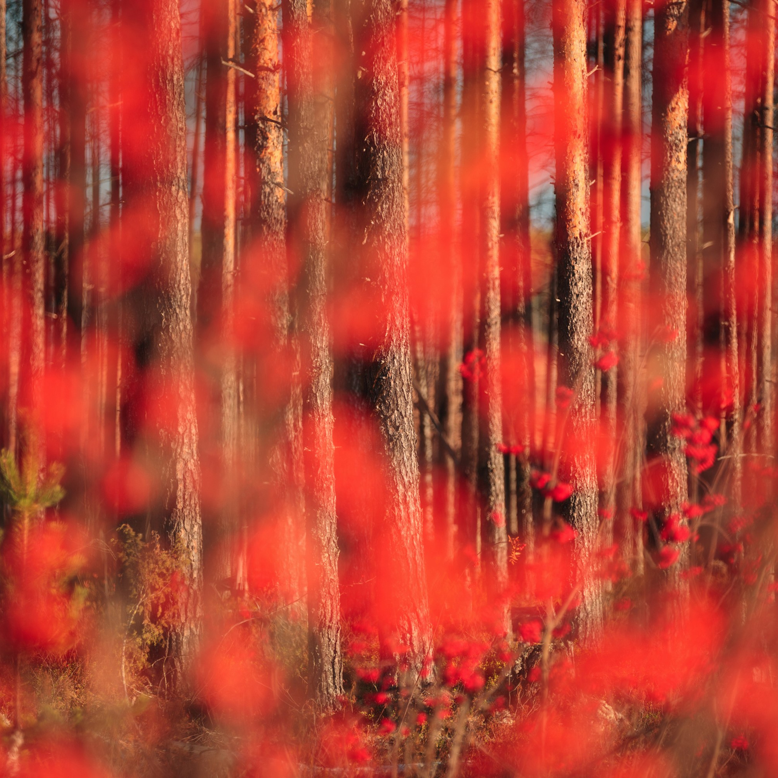 Interior photography. Gallery photography. Interior photography. Interior design photography. Wall landscapes. Art photography. Fine art photography.