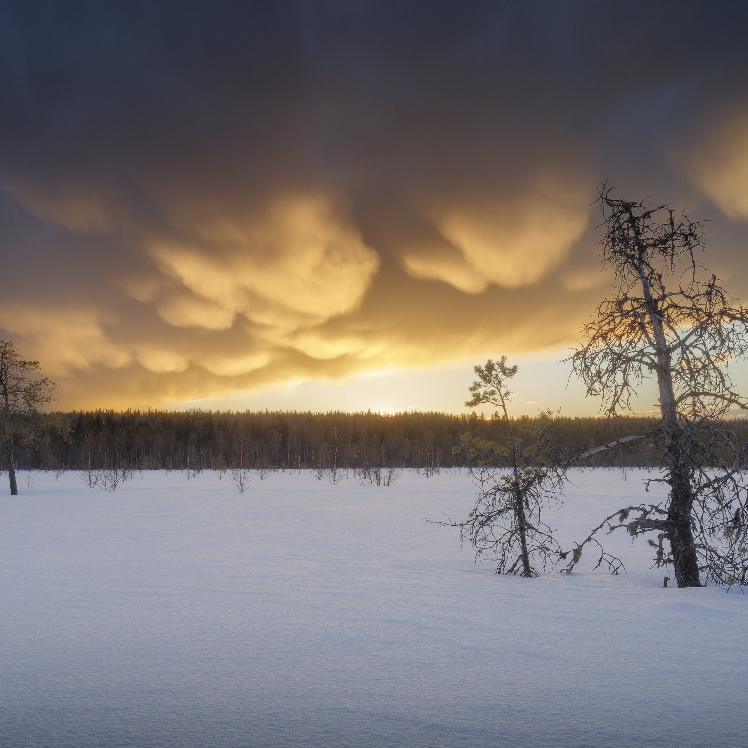 Bright sunset after a storm in winter. Winter landscape. Landscape with snow. Landscape in winter. Yellow clouds. Sky at sunset.