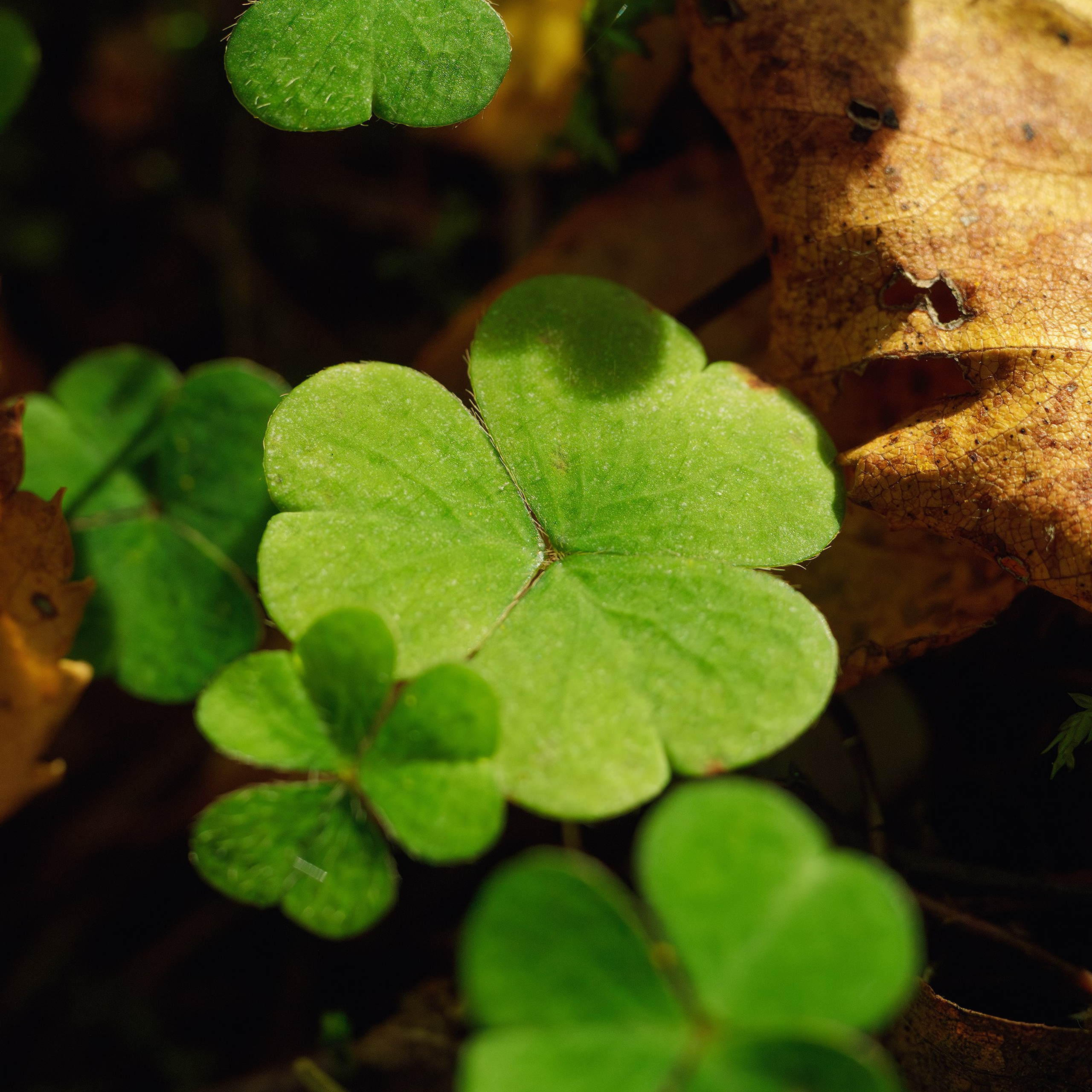 Листья клевера