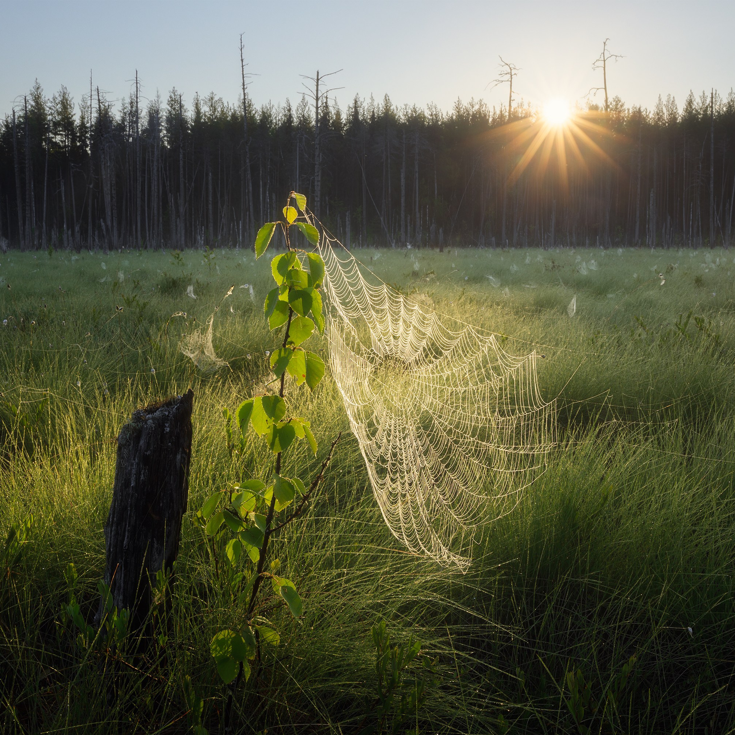 Летний пейзаж. Паутина и солнце. Солнце на рассвете освещает росу на паутине.