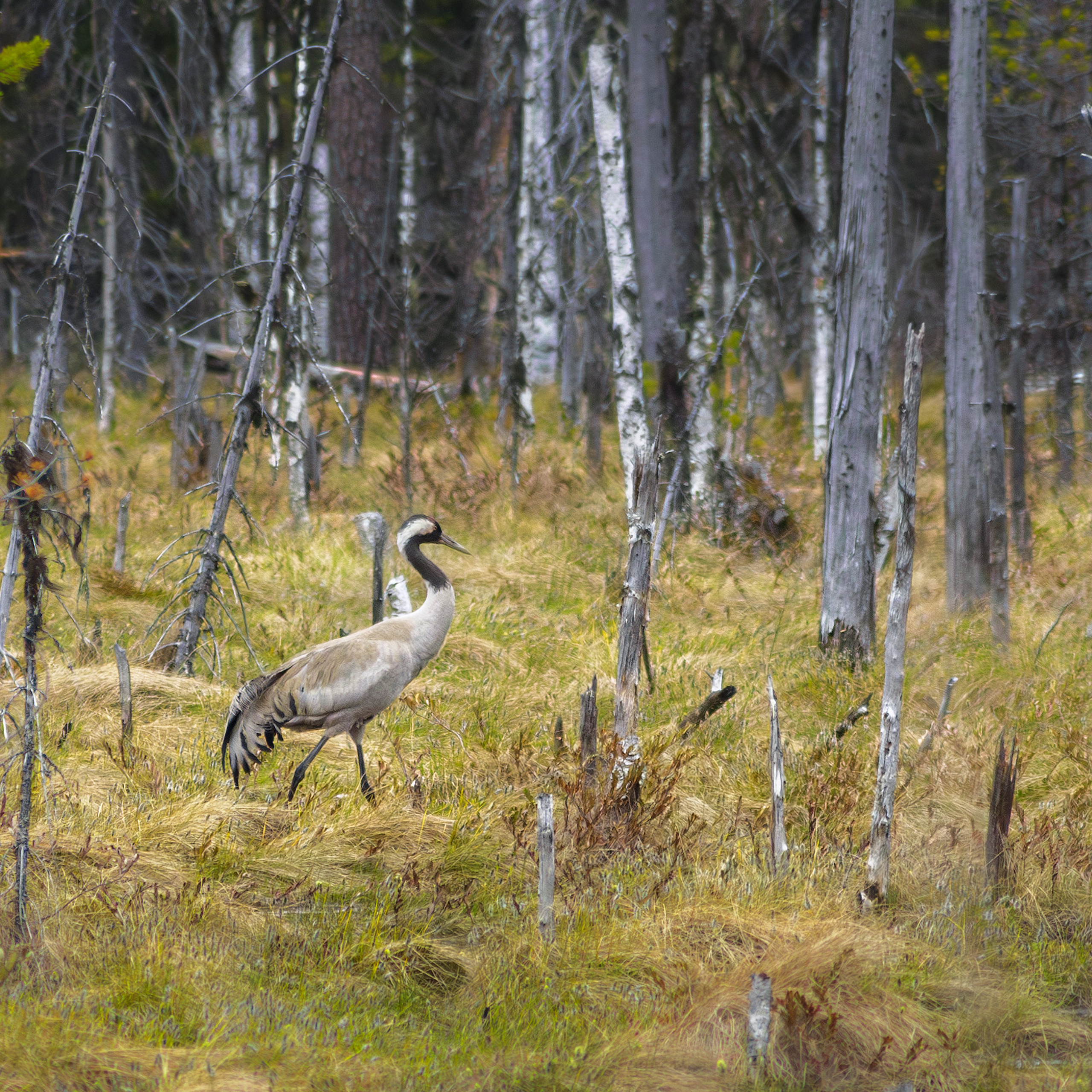 Серый журавль на болоте.