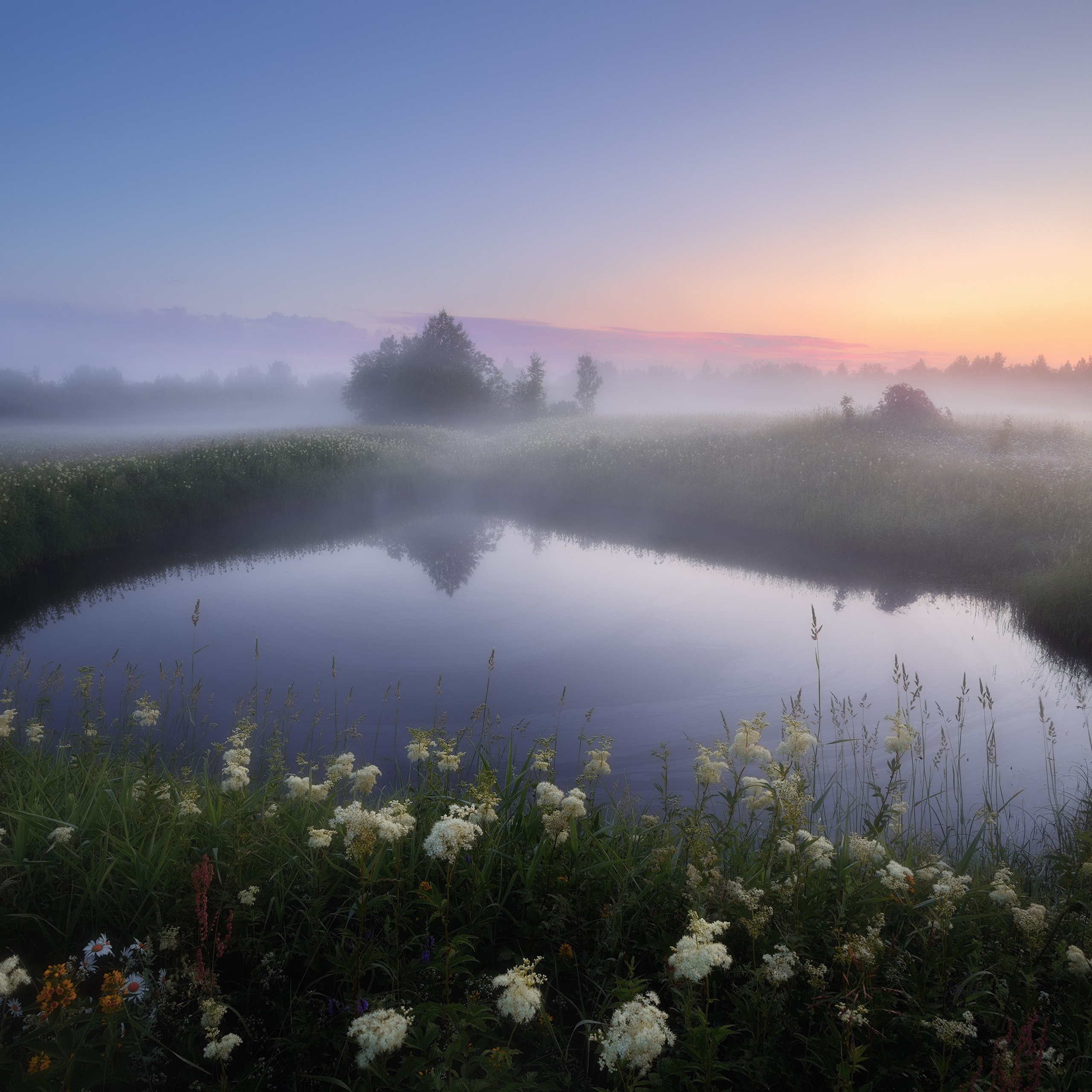Рассвет в белые ночи. Туманный рассвет. Туман и таволга. Летний туманный рассвет на озере.