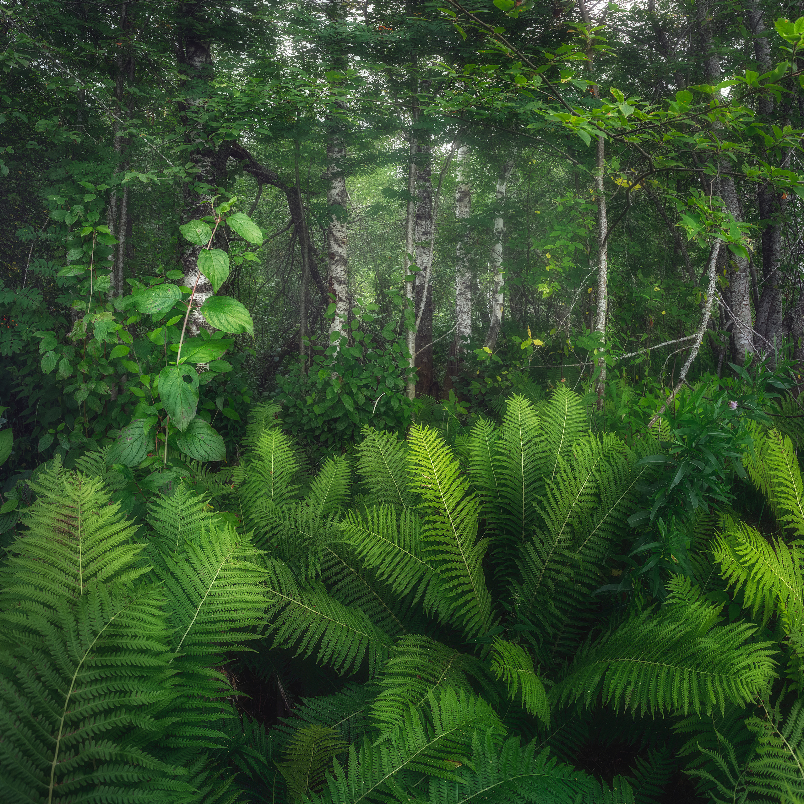 Папоротники в берёзовой роще. Папоротники среди берёз. Лесной пейзаж. Летний пейзаж.