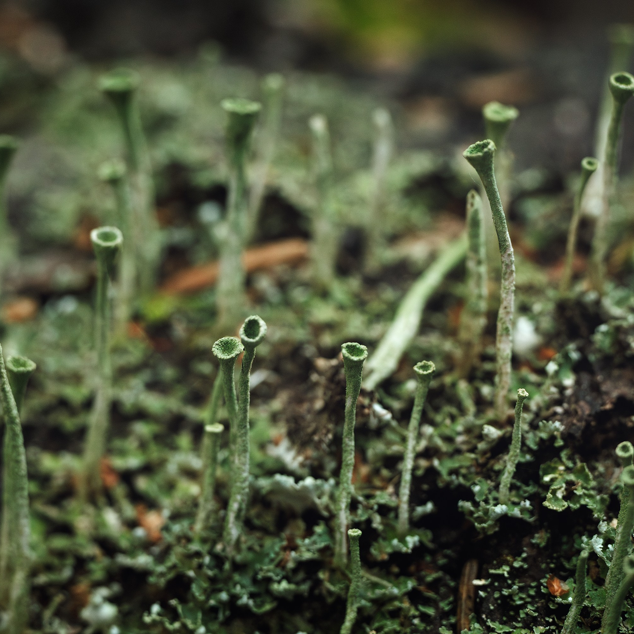 Макрофотография мха