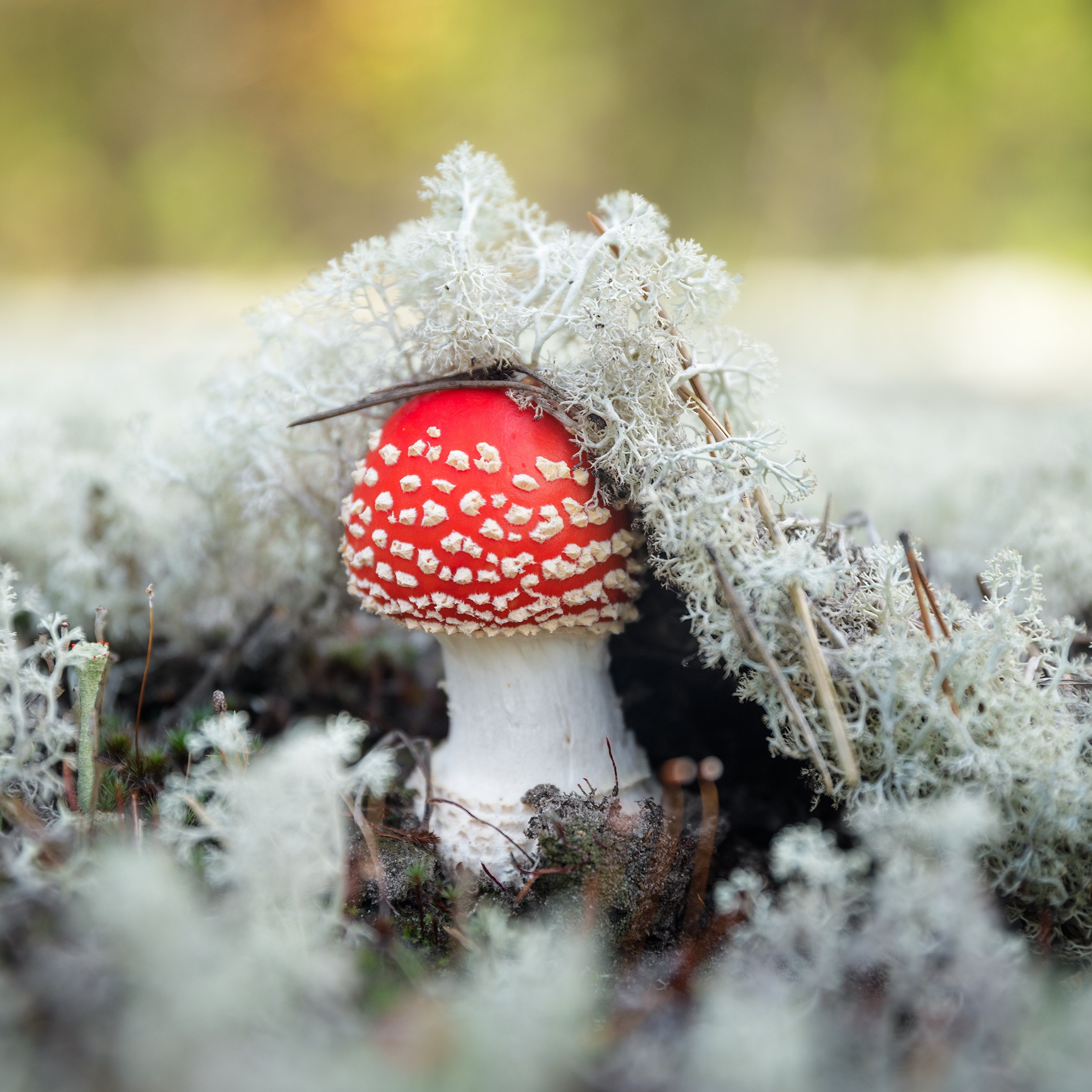 Мухомор под ягелем