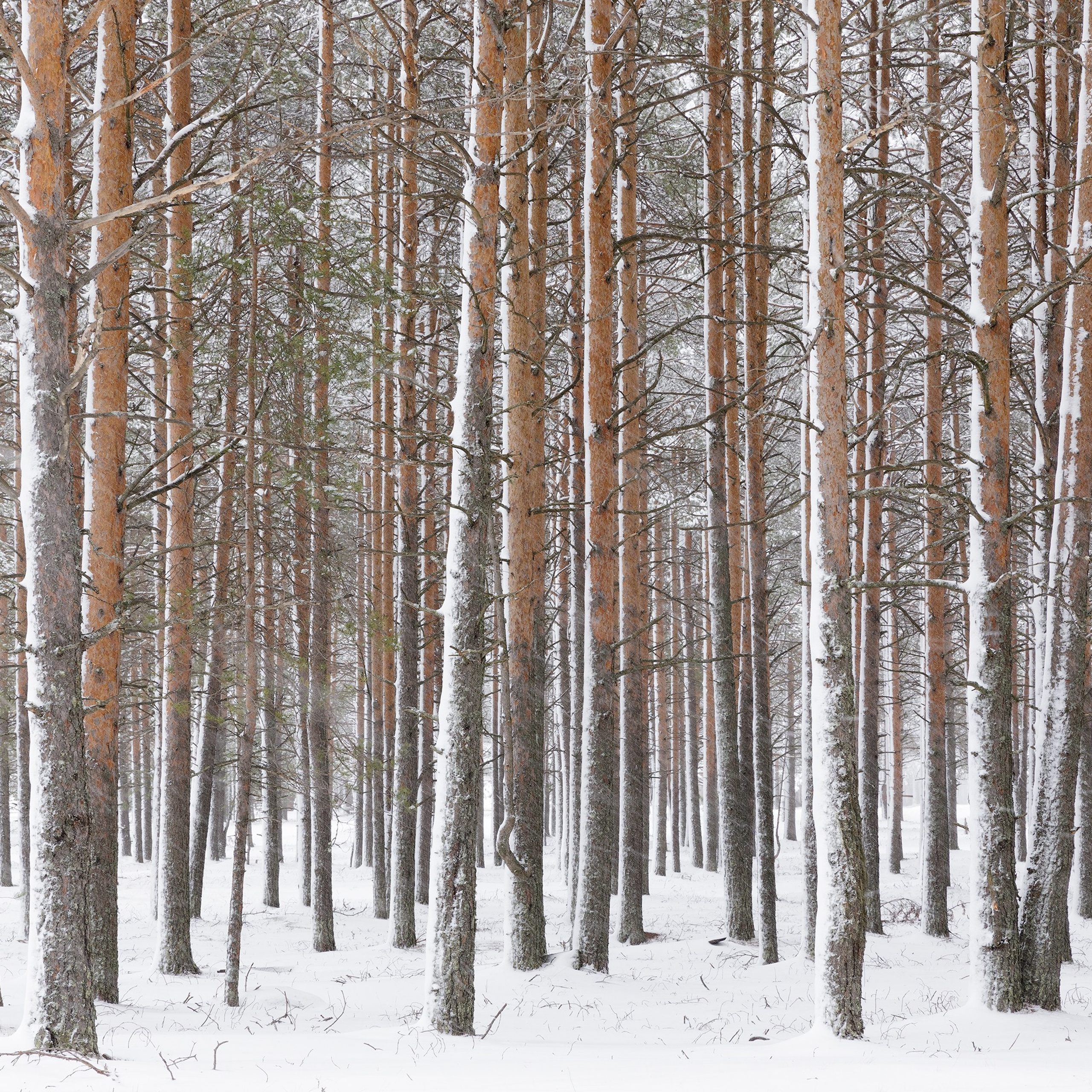 Interior photography. Gallery photography. Photography for interior. Photography for interior design. Landscape on the wall.