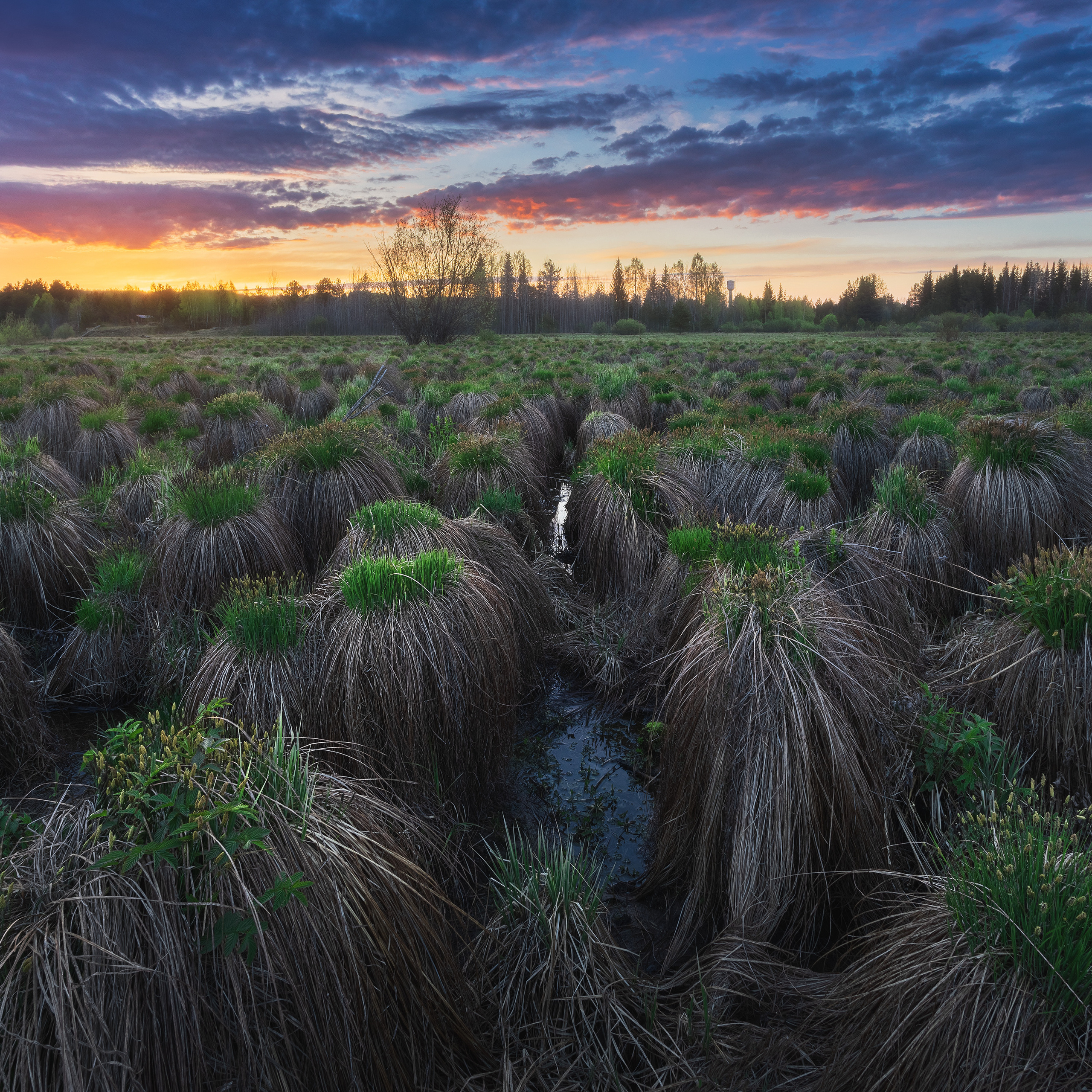 Луговые гномы. Весна. Закат на заливных лугах.