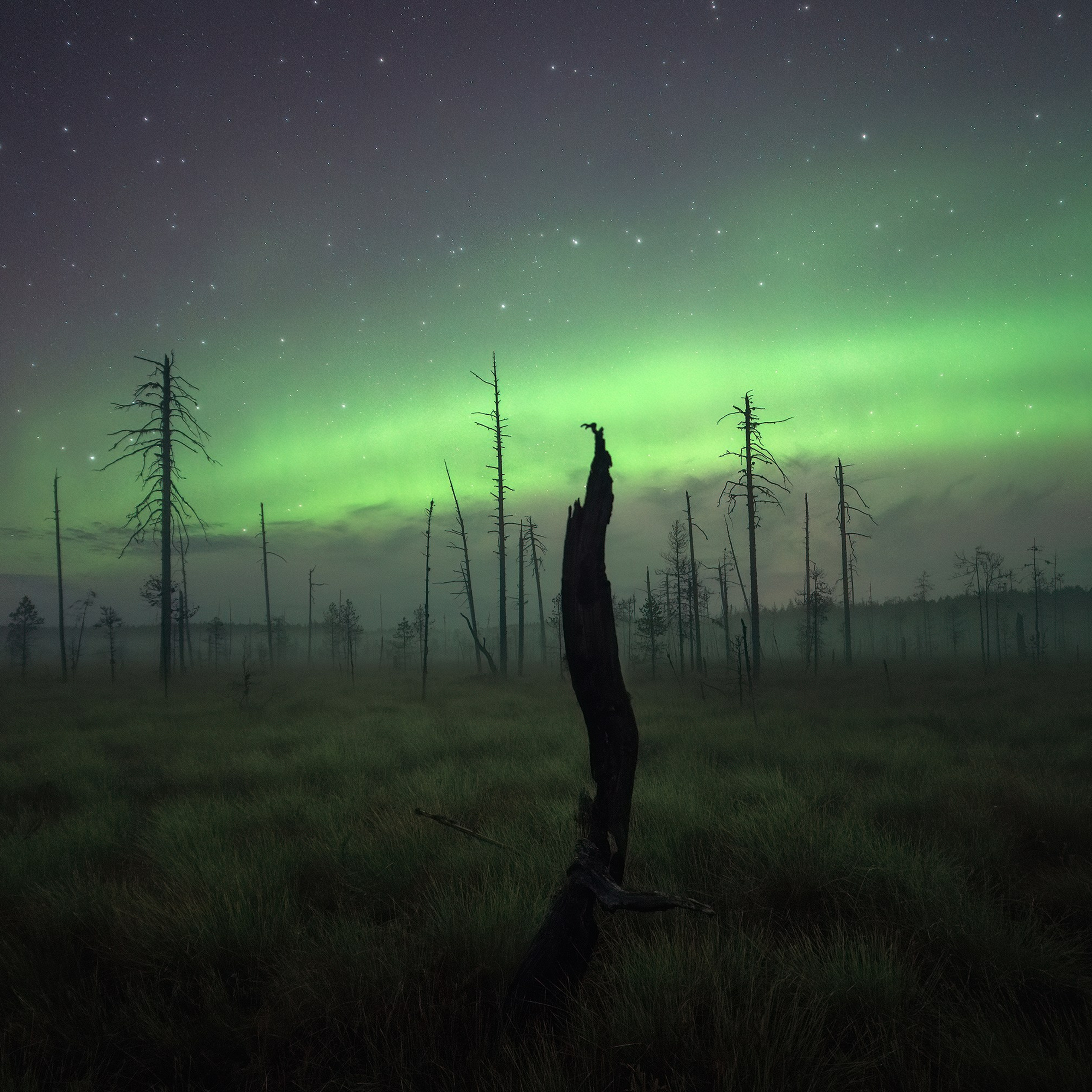 Spirits of the North. Northern Lights in the Komi Republic. Polar Lights in the Swamp. Fog, Swamp and Northern Lights.