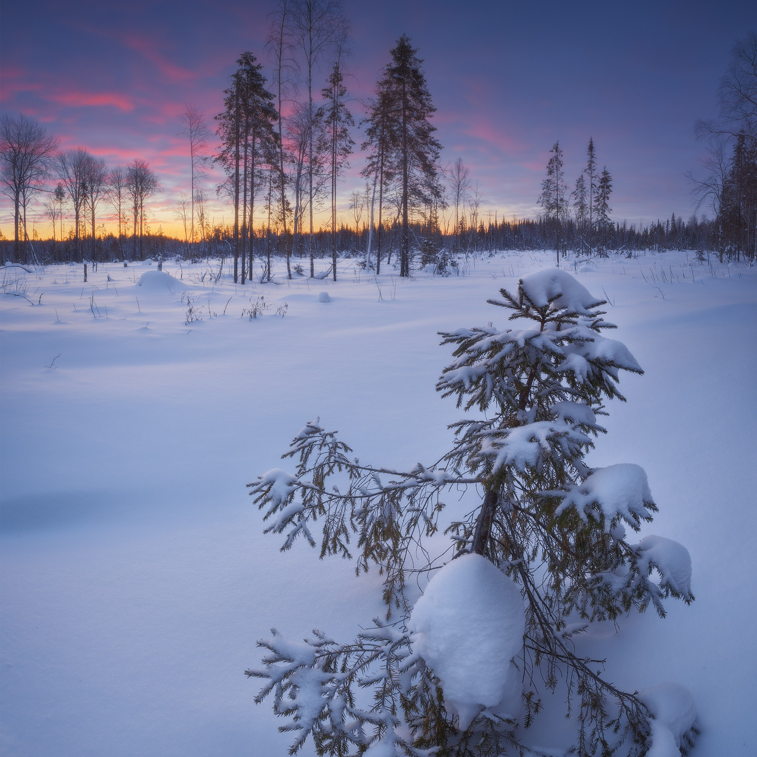 Bright dawn in the winter in the forest. Dawn in winter. Raspberry dawn. Scarlet sunrise in winter. Winter landscape. Beautiful sunrise in winter in Komi Republic.