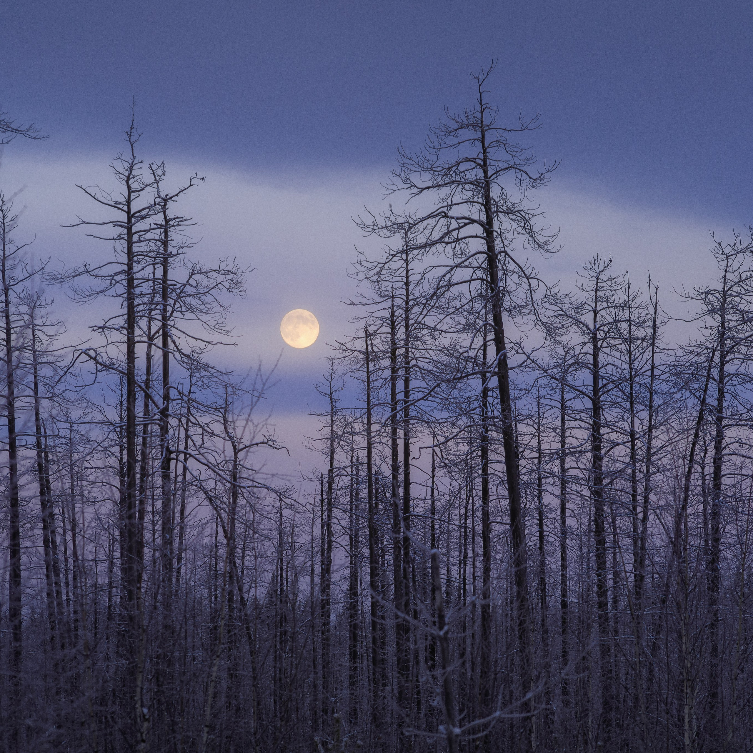 Interior photography. Gallery photography. Photography for interior. Photography for interior design. Landscape on the wall.