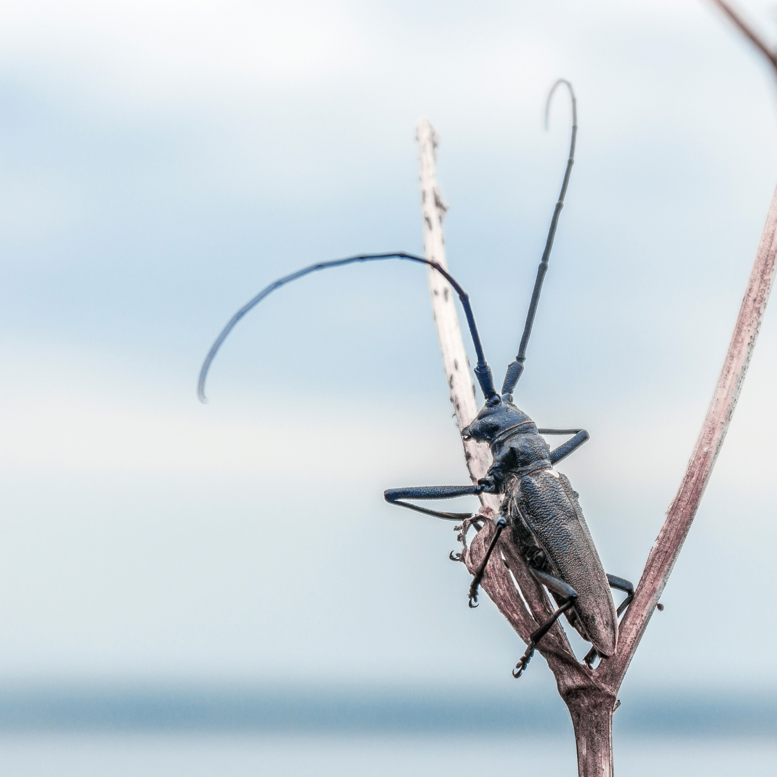 Древесный усач.