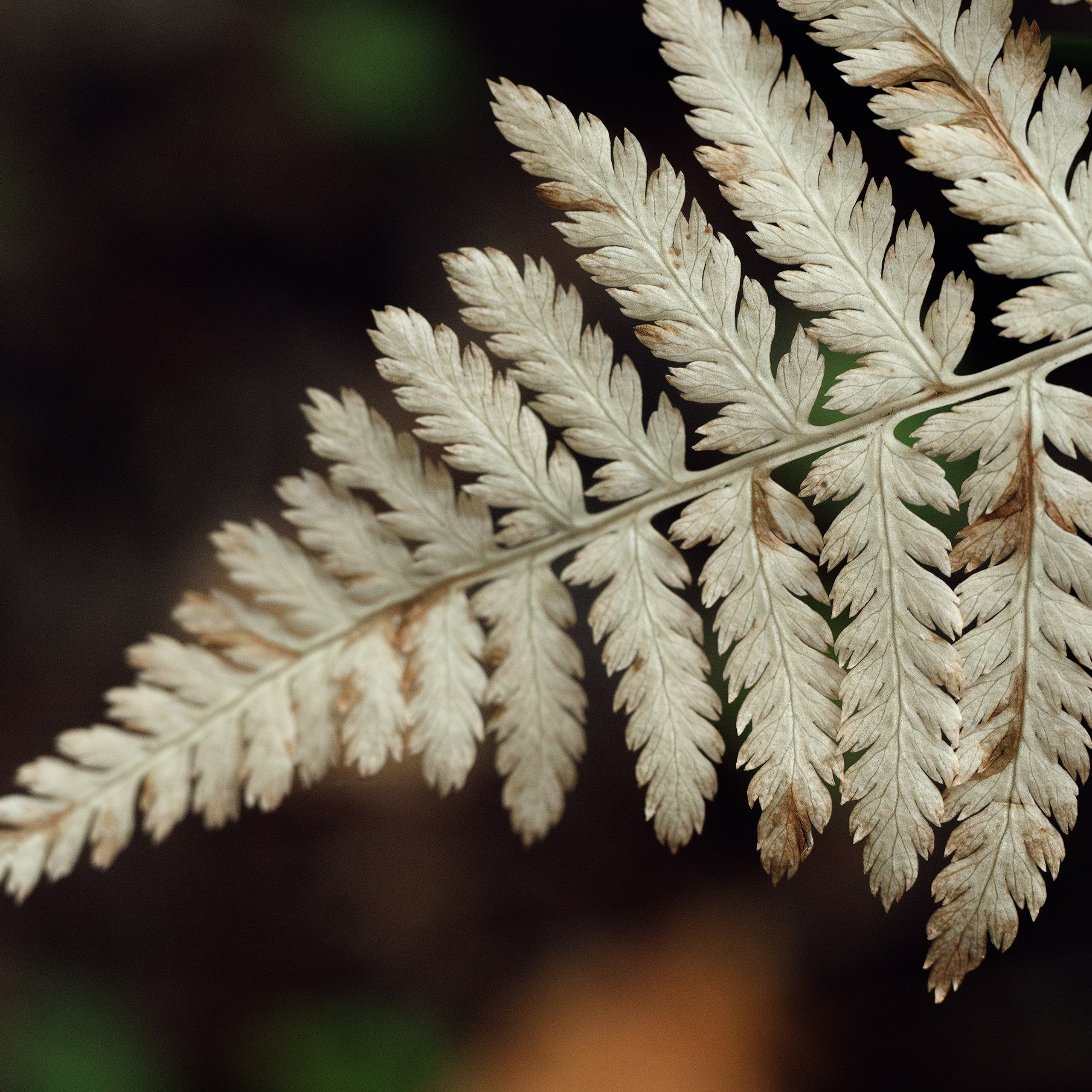 Белый папоротник