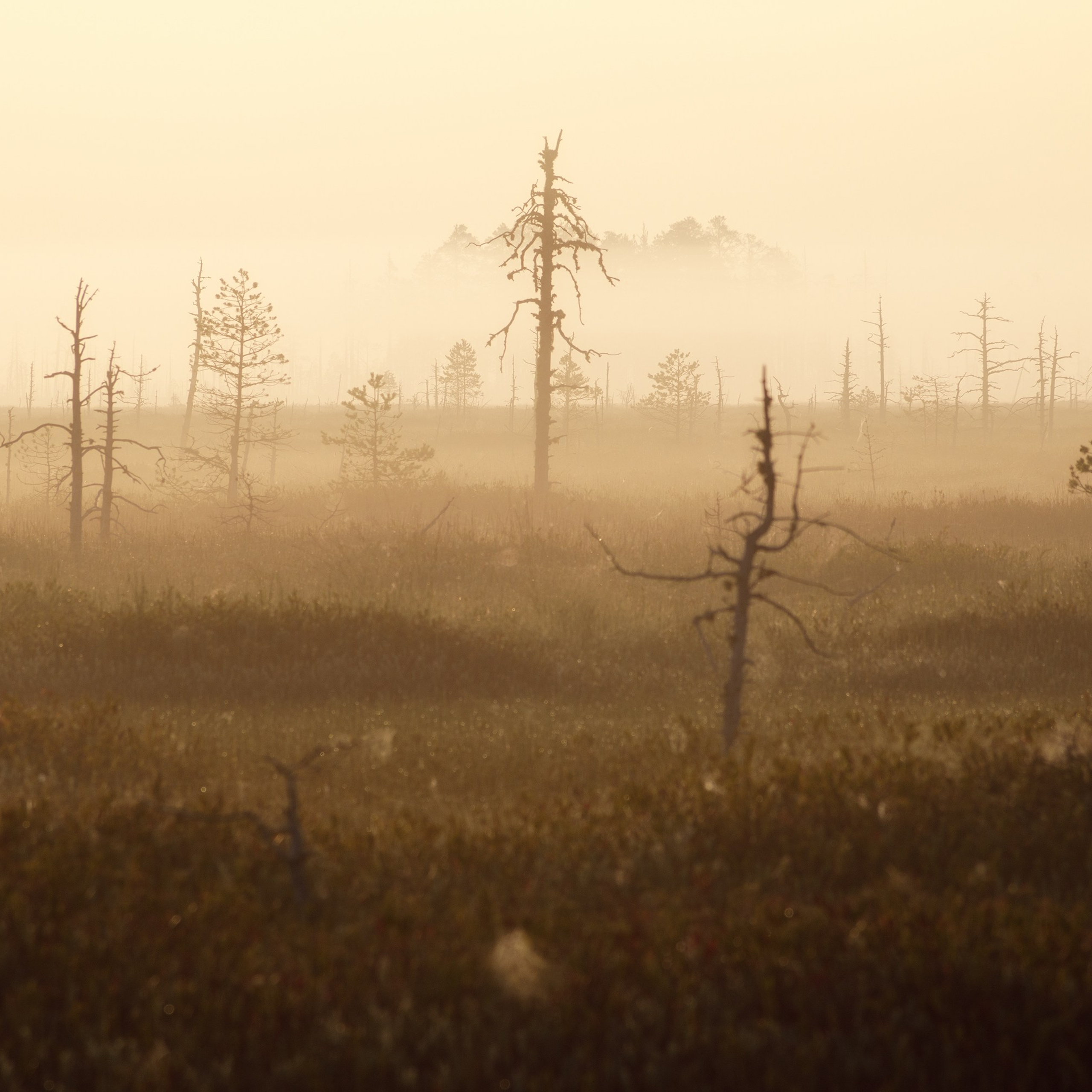 Interior photography. Gallery photography. Photography for interior. Photography for interior design. Landscape on the wall.