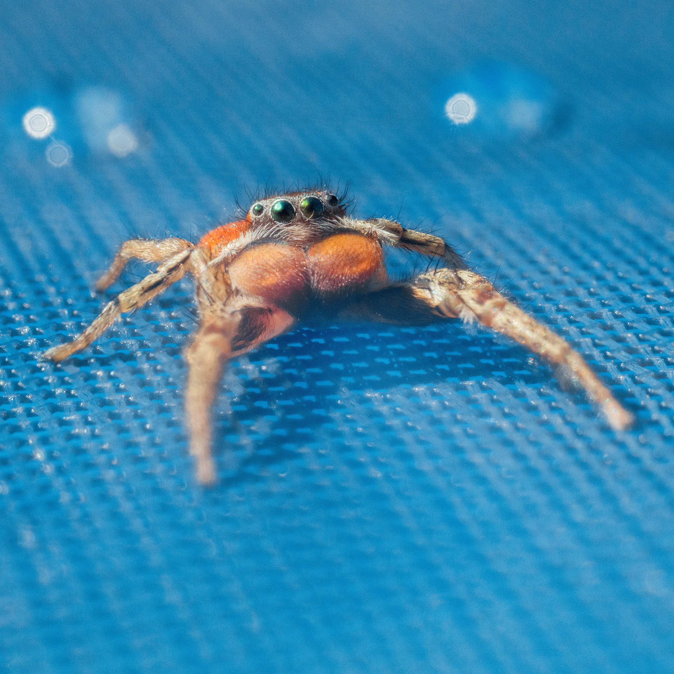 Паук-скакунчик.