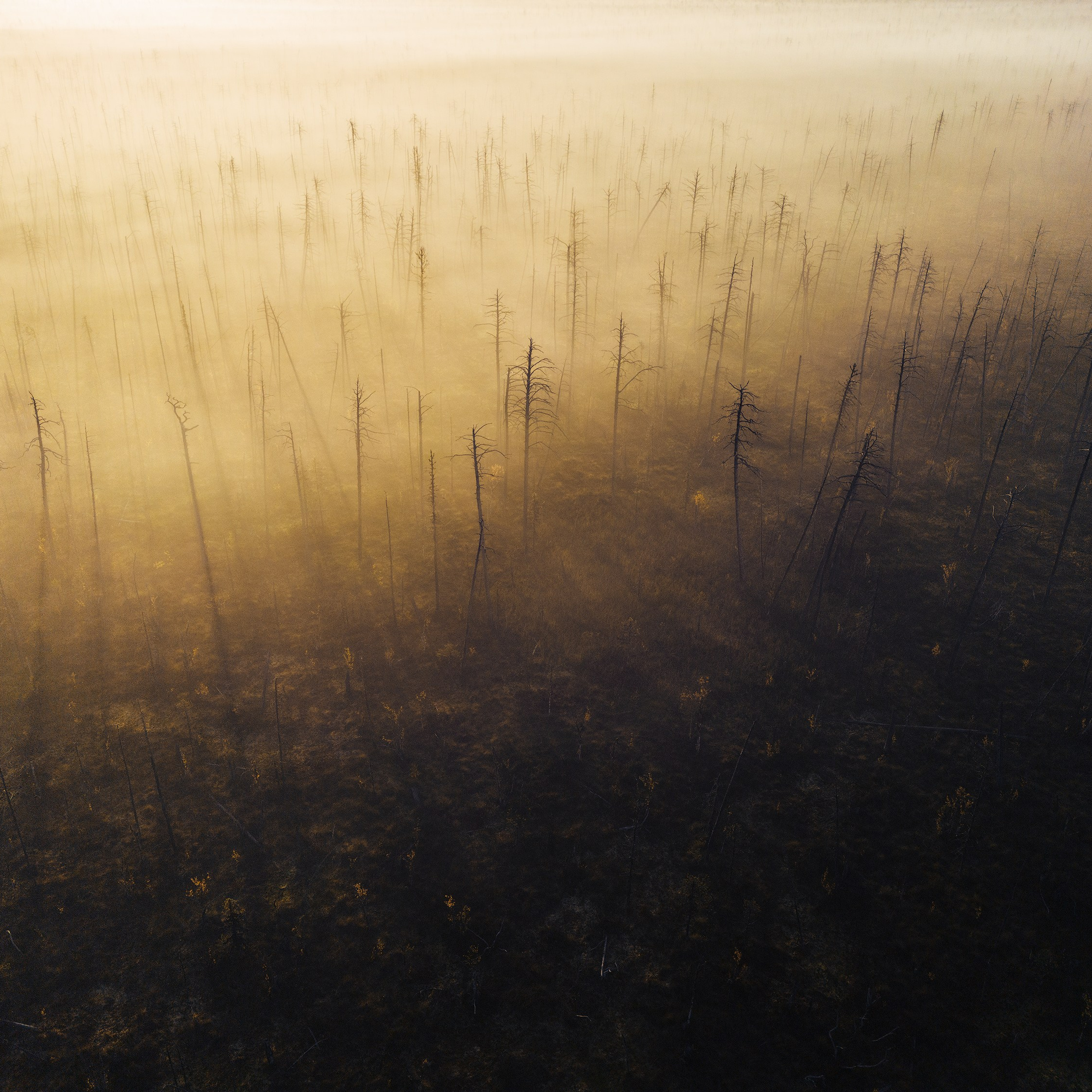 Туман на болоте. Рассвет на туманном болоте. Высохшие деревья на болоте. 