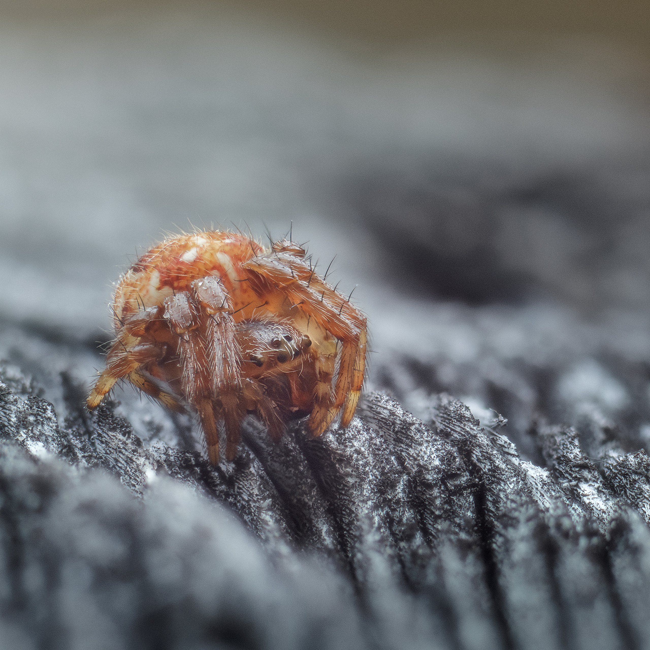 Паук-крестовик.