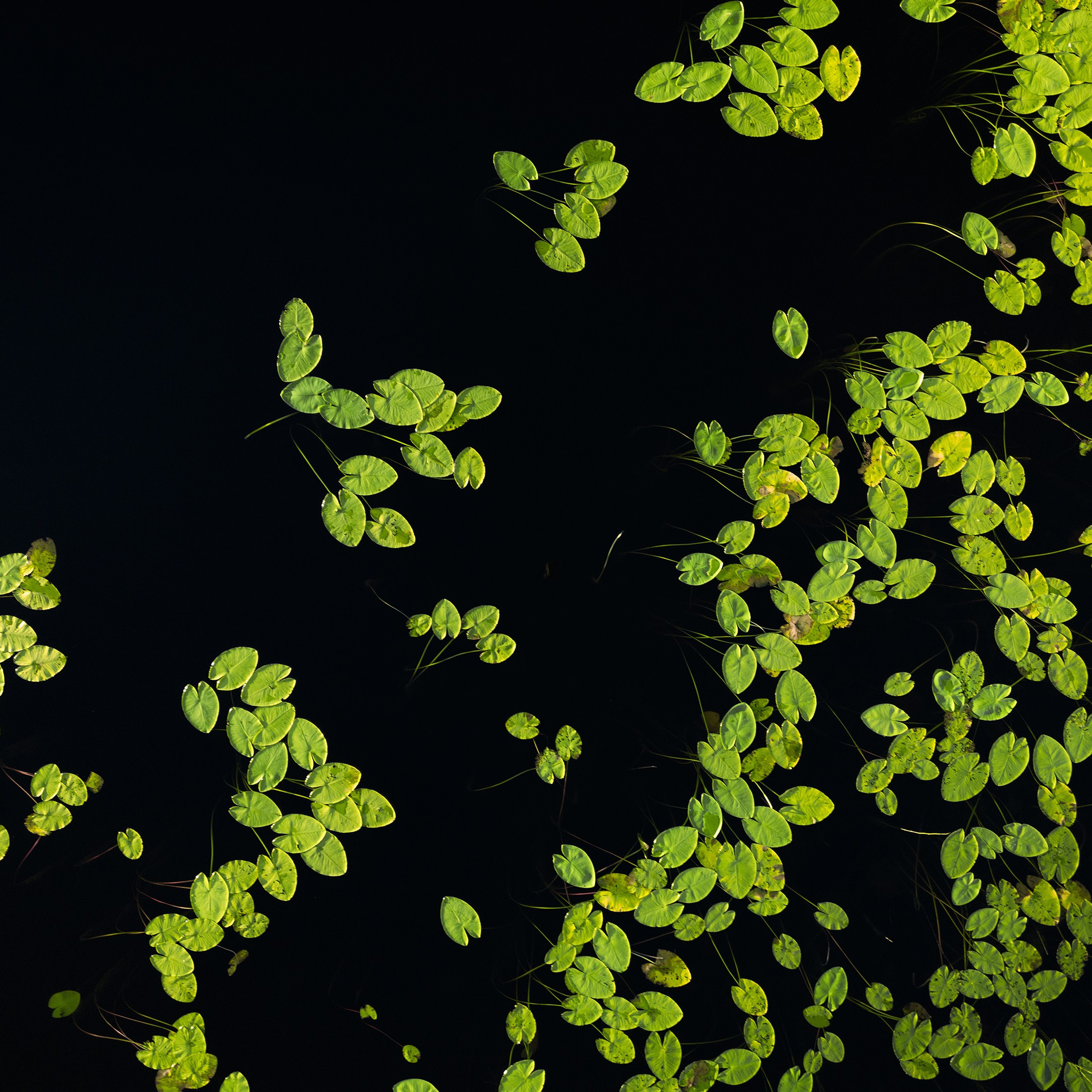 Interior photography. Gallery photography. Photography for interior. Photography for interior design. Landscape on the wall.