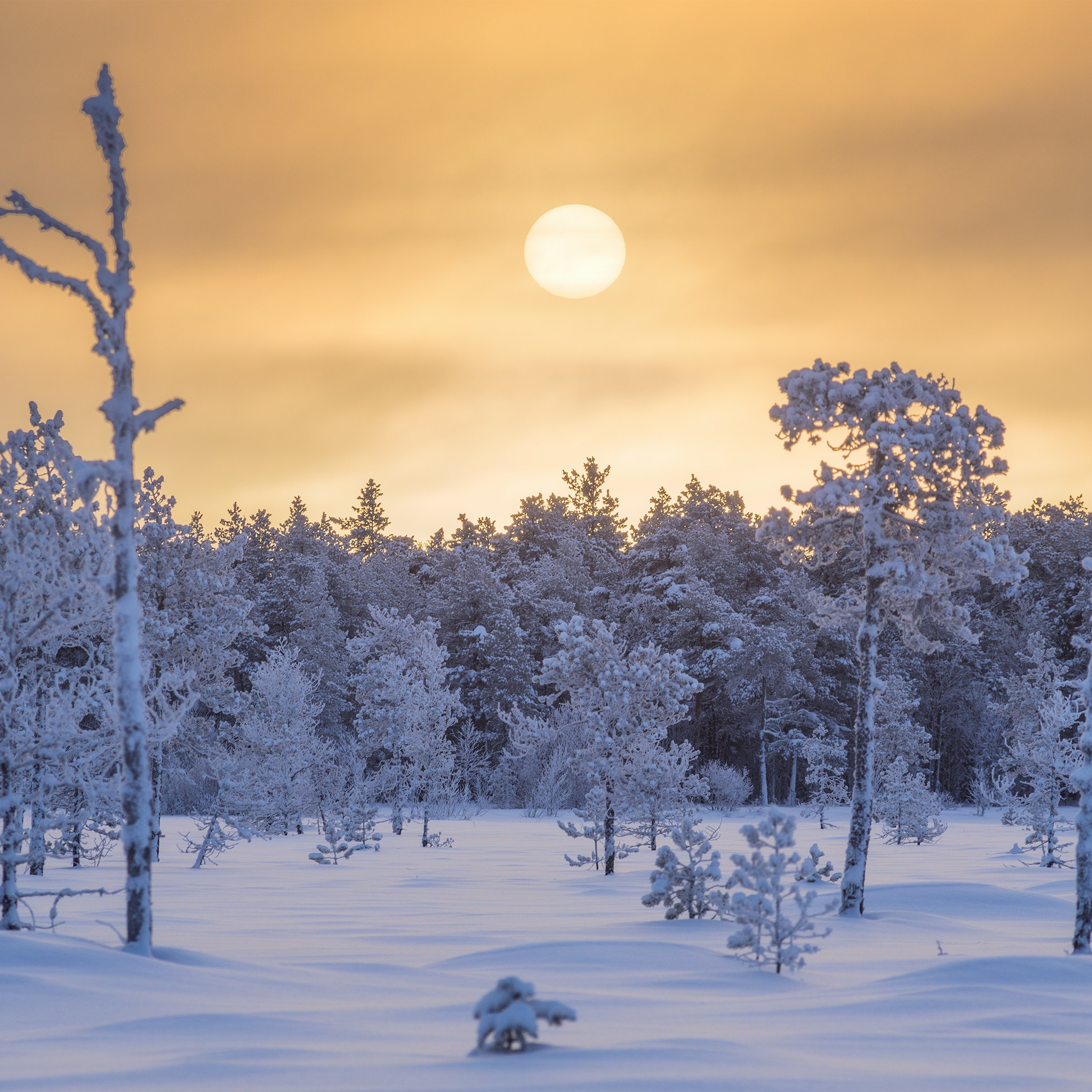 Frozen North. Sunrise on a frosty day. Winter landscape in a swamp. Trees covered with frost.