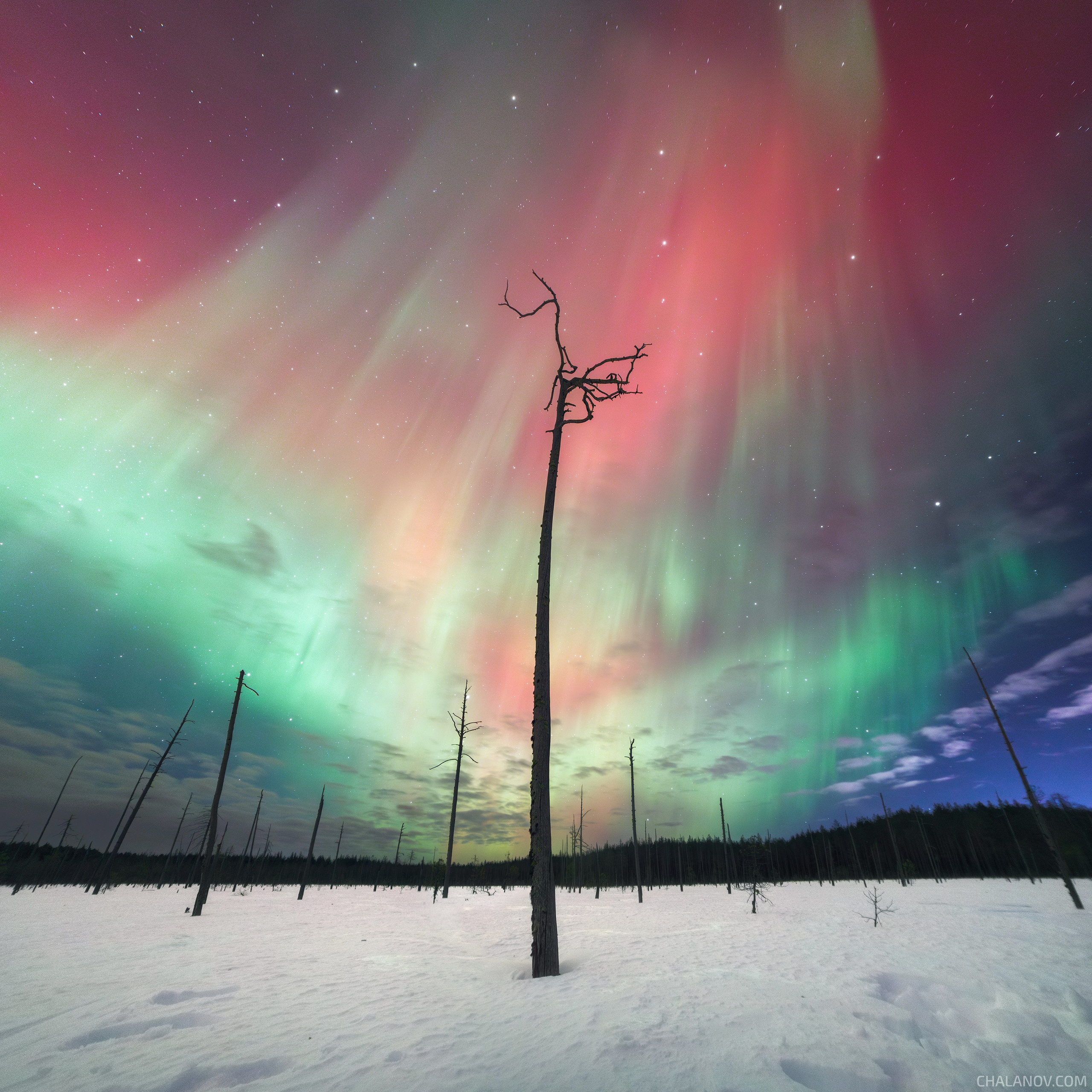 A solar storm over a spring swamp. A powerful northern light over a snowy swamp. A bright northern light over gloomy pines.