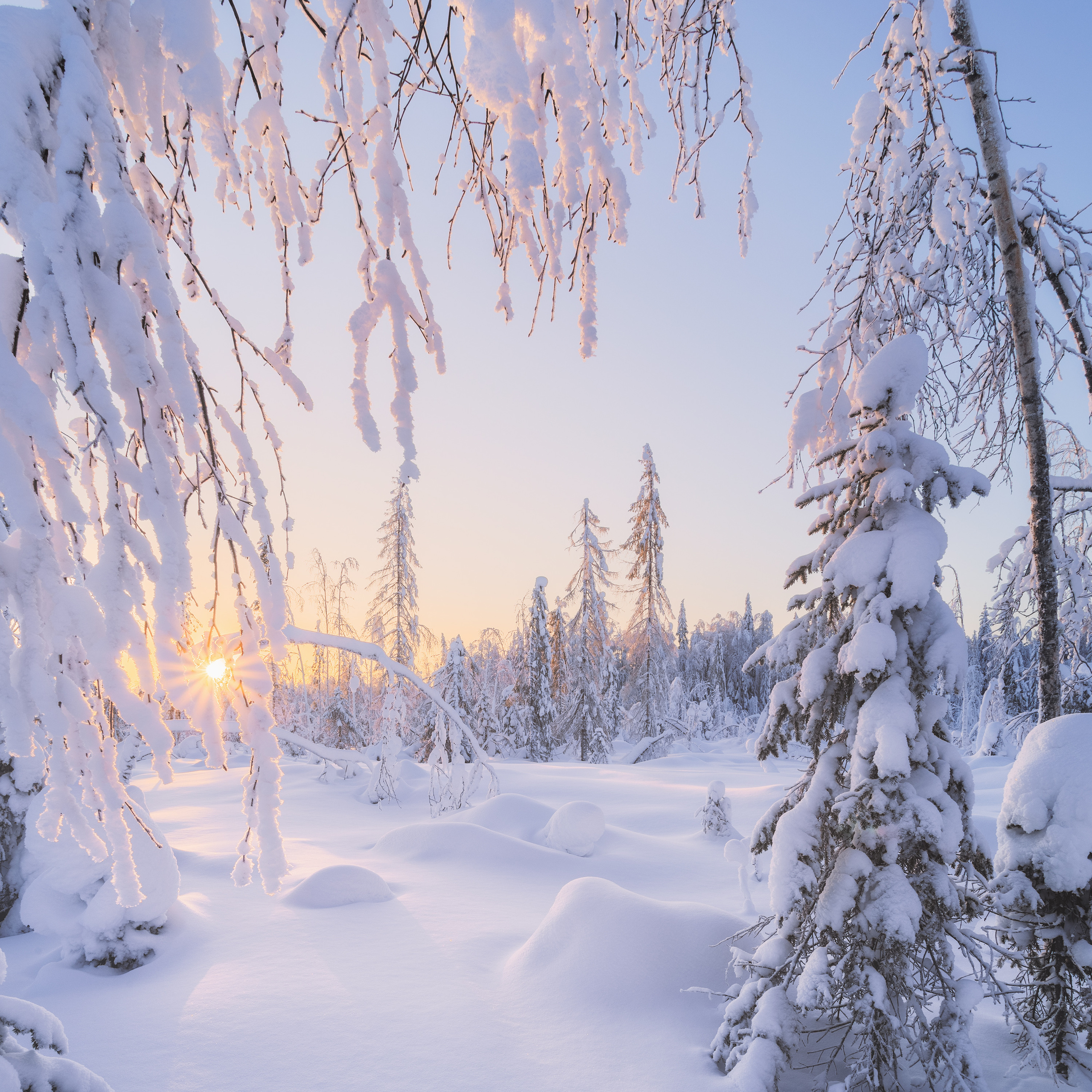 Frosty morning in the Komi Republic. Sunrise in winter. Snow covered forest. Snow-covered firs. Snow drifts. Hoarfrost on a birch. Sun rays. Pink sunrise in winter. Winter landscape. Landscape with snow.