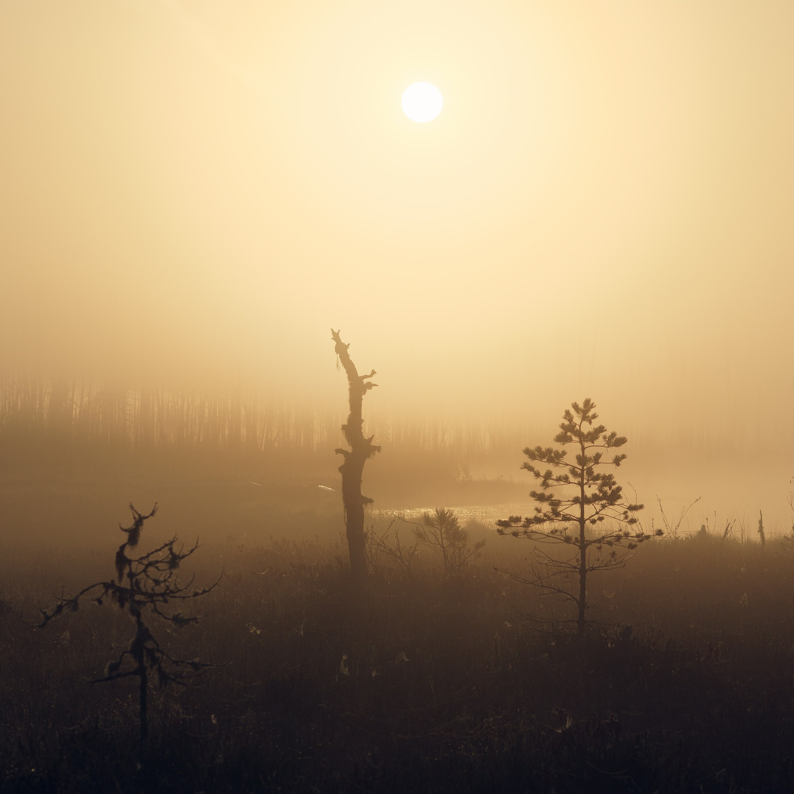 Interior photography. Gallery photography. Photography for interior. Photography for interior design. Landscape on the wall.