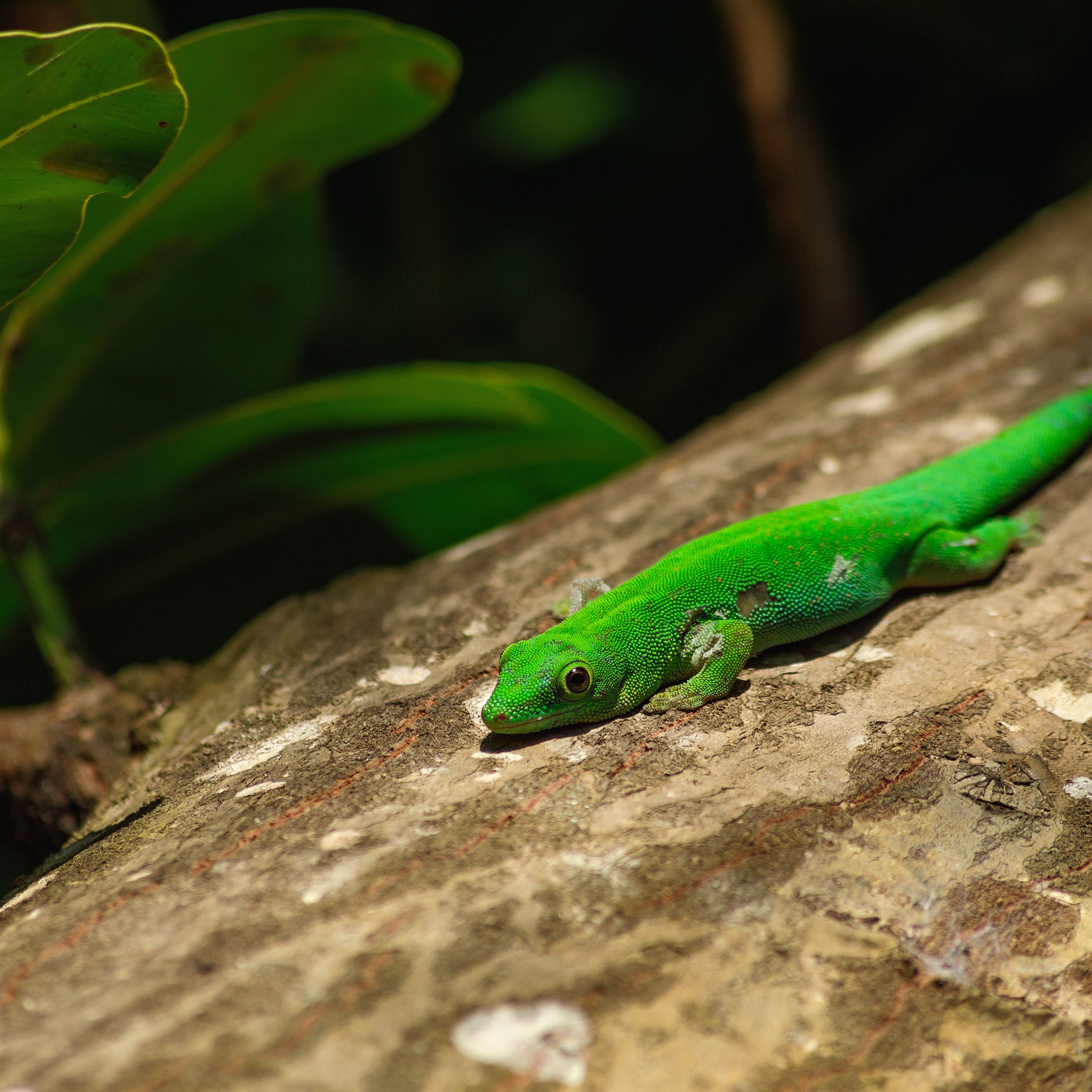 Изумруд острова Ла-Диг. Бесполосный дневной геккон. Phelsuma astriata.