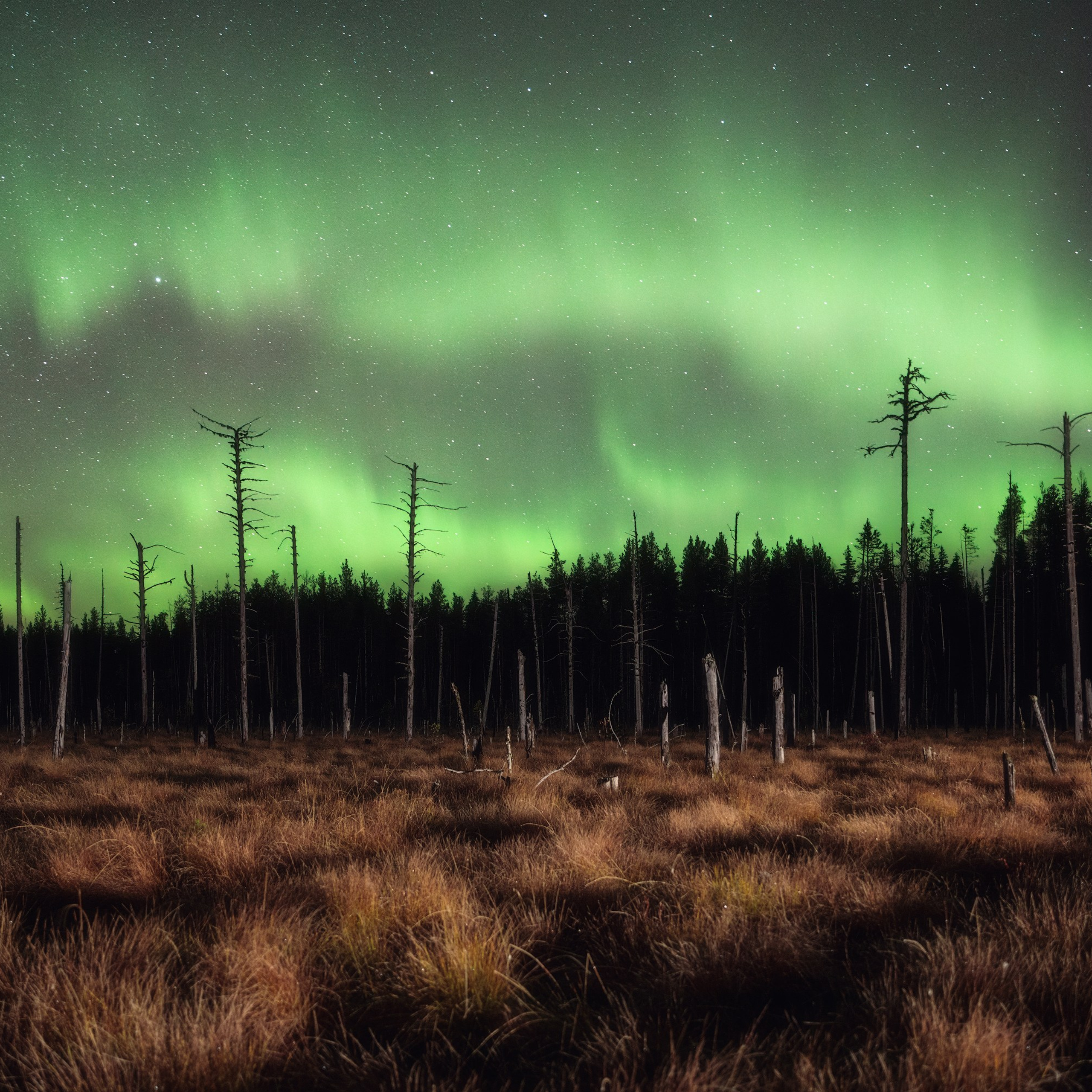 Northern lights over a gloomy autumn swamp. A powerful northern lights spread across the entire sky. Aurora borealis over gloomy pine trees.