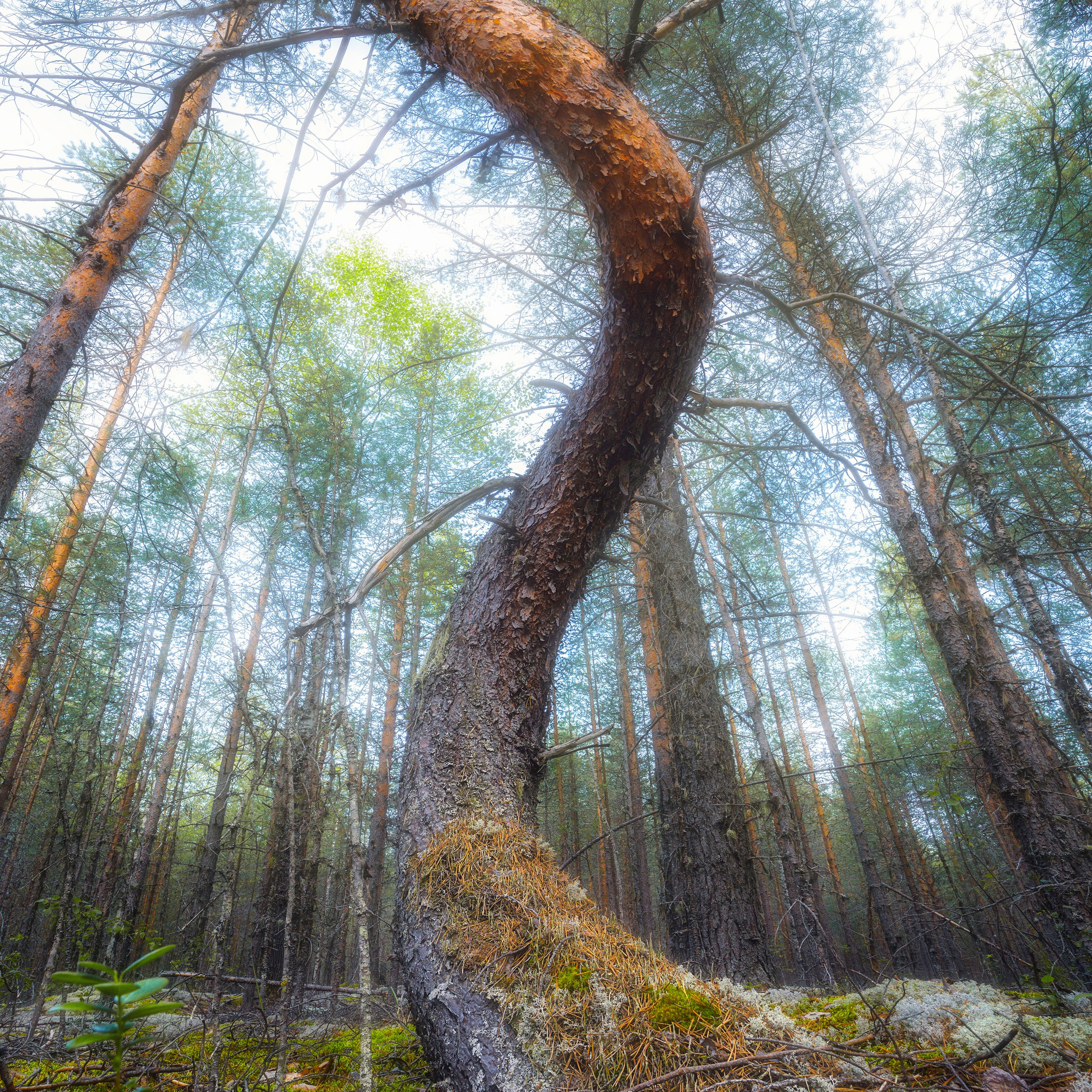Спиральная сосна в Республике Коми. Спиральная сосна в бору. Сосновый бор.