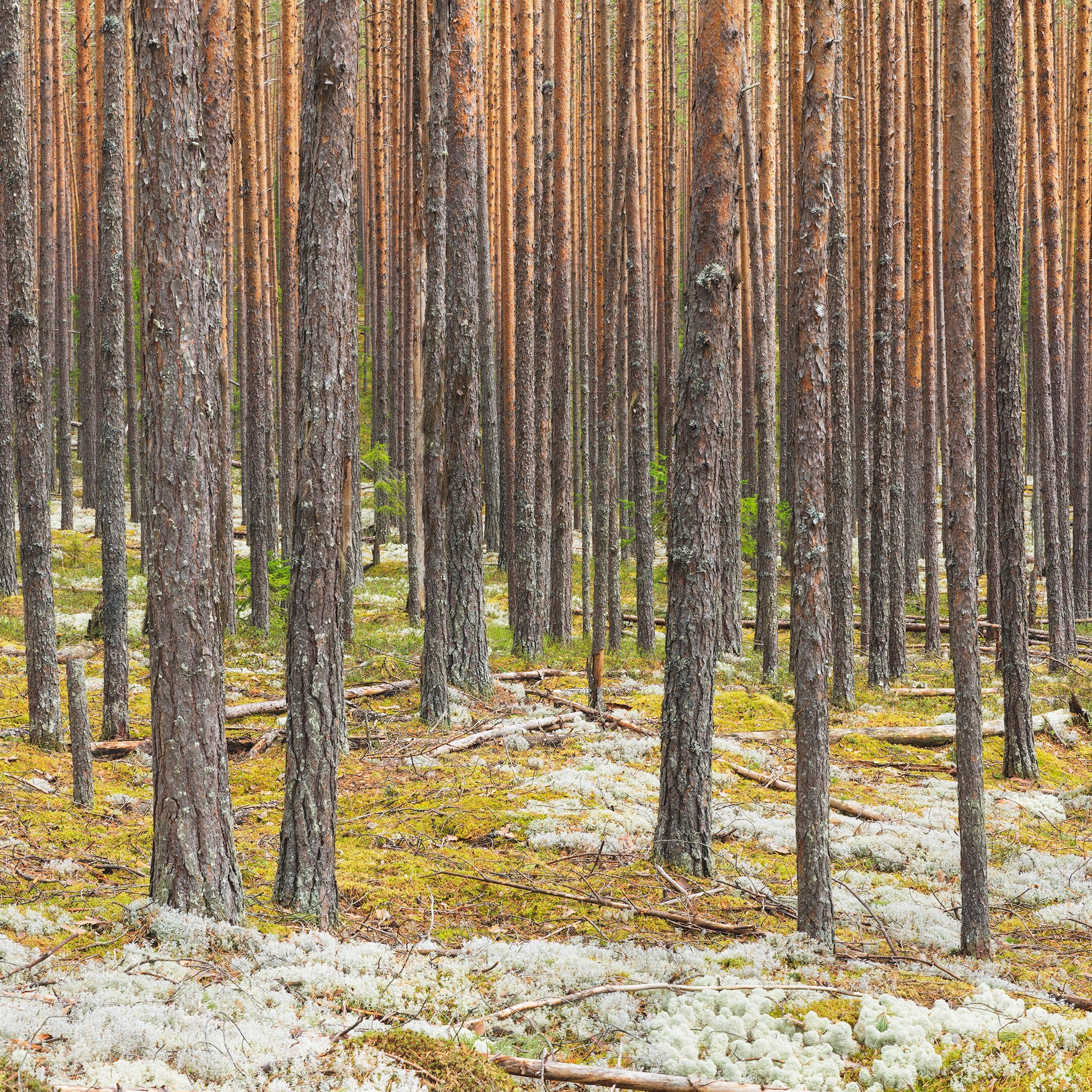 Interior photography. Gallery photography. Photography for interior. Photography for interior design. Landscape on the wall.