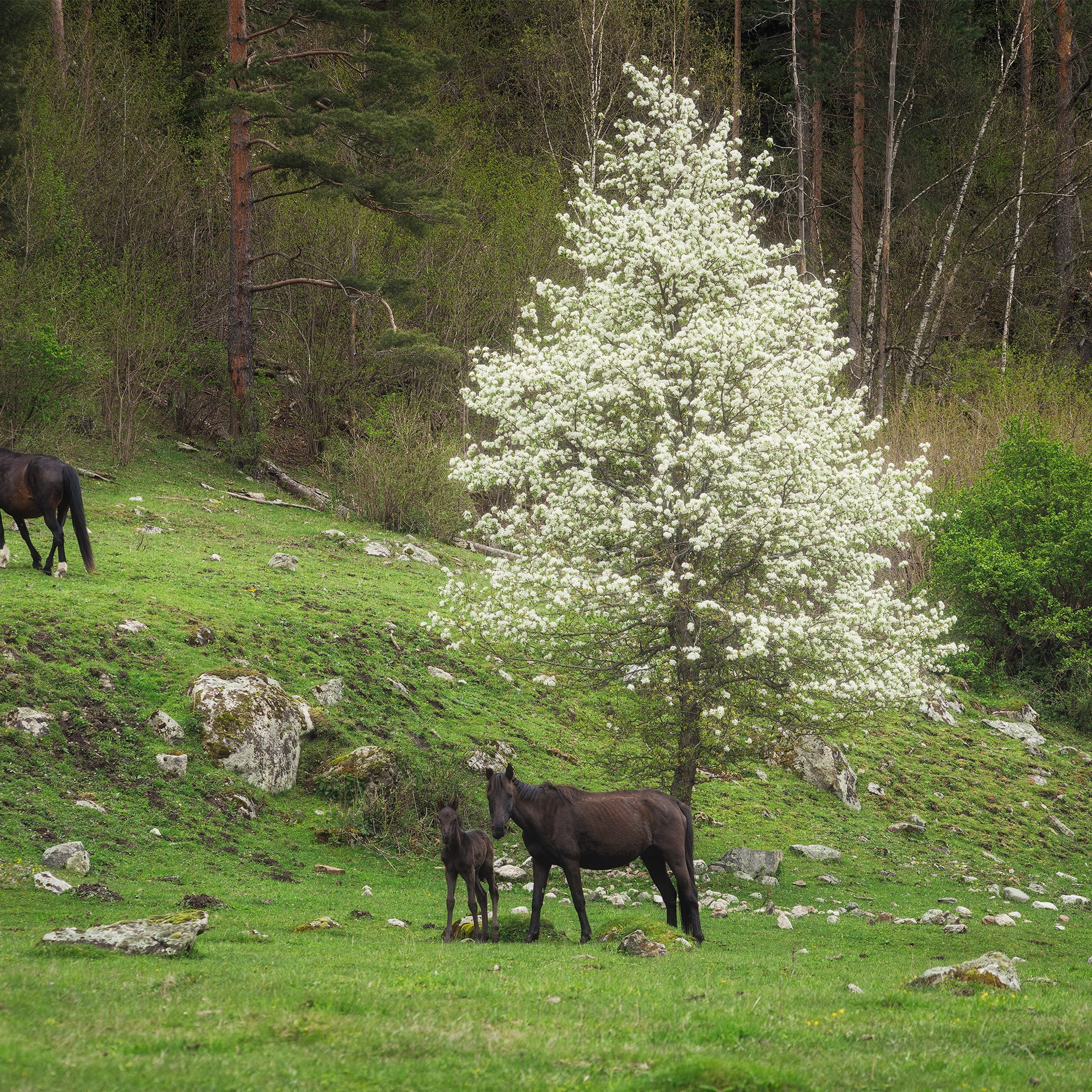 Под райской яблоней. Семья лошадей. Жеребенок с мамой.
