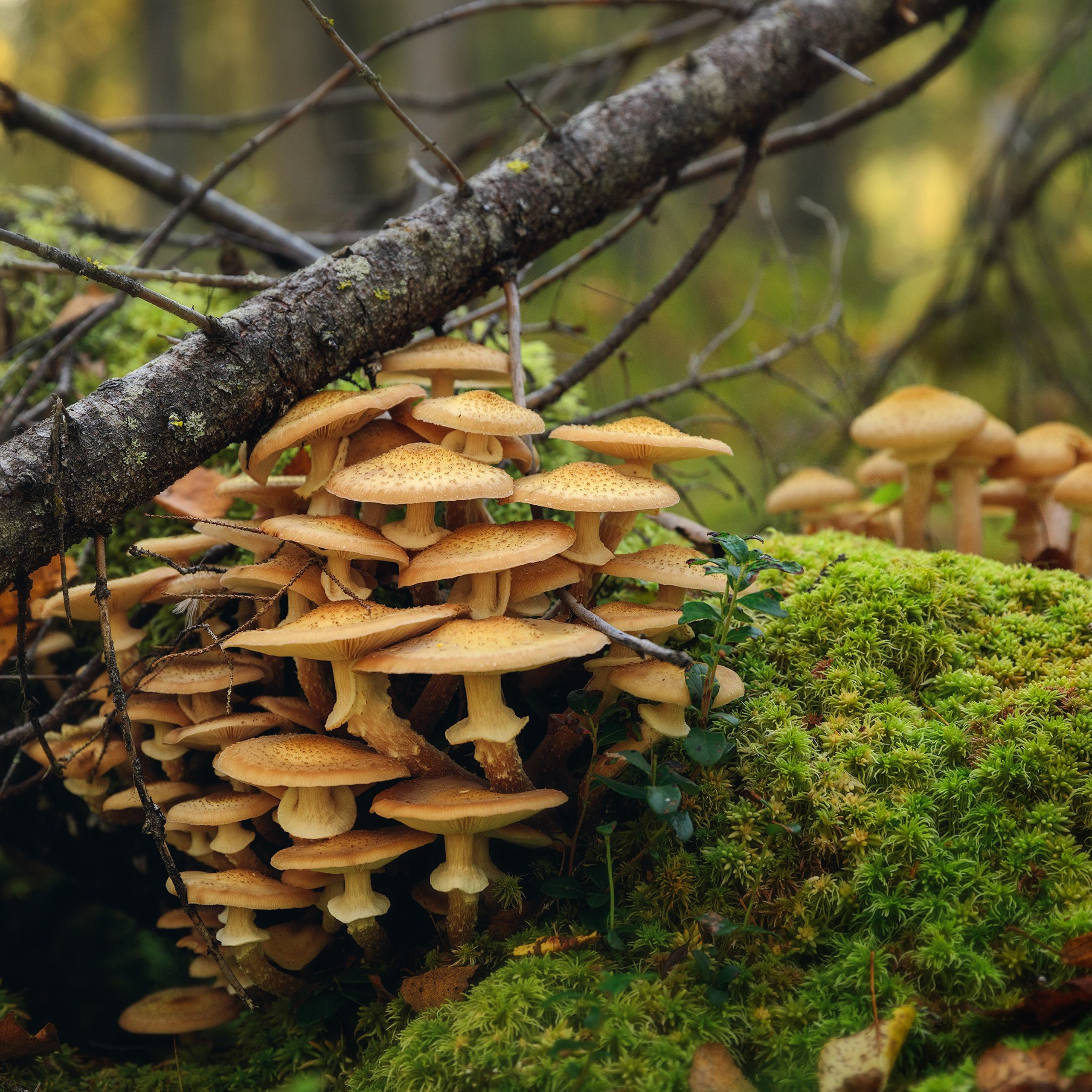 Опята на упавшем дереве