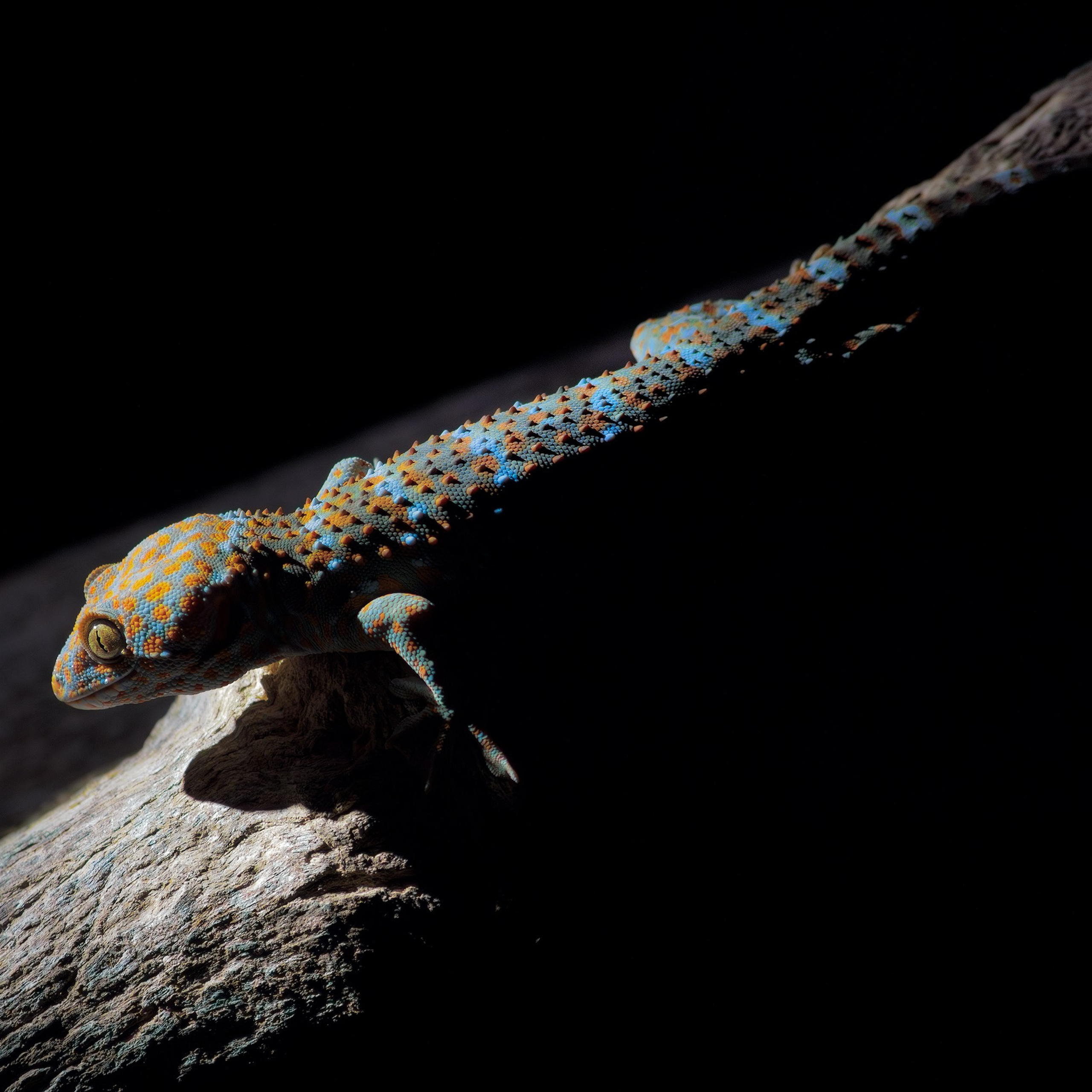 Ночной дракон Королевства Таиланд. Геккон токи. Gekko gecko.