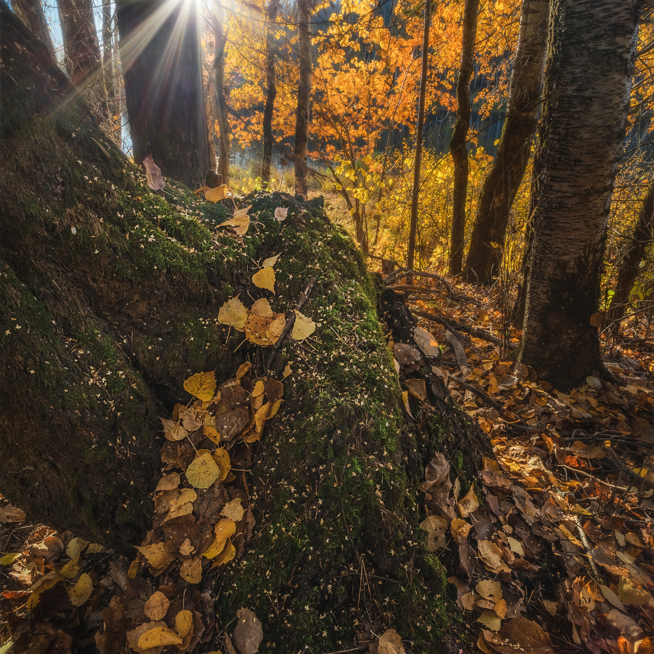 Золотой ручей из листьев. Золотая осень в лесу. Бабье лето. Желтые листья на деревьях. Солнце пробивается сквозь ветви деревьев.