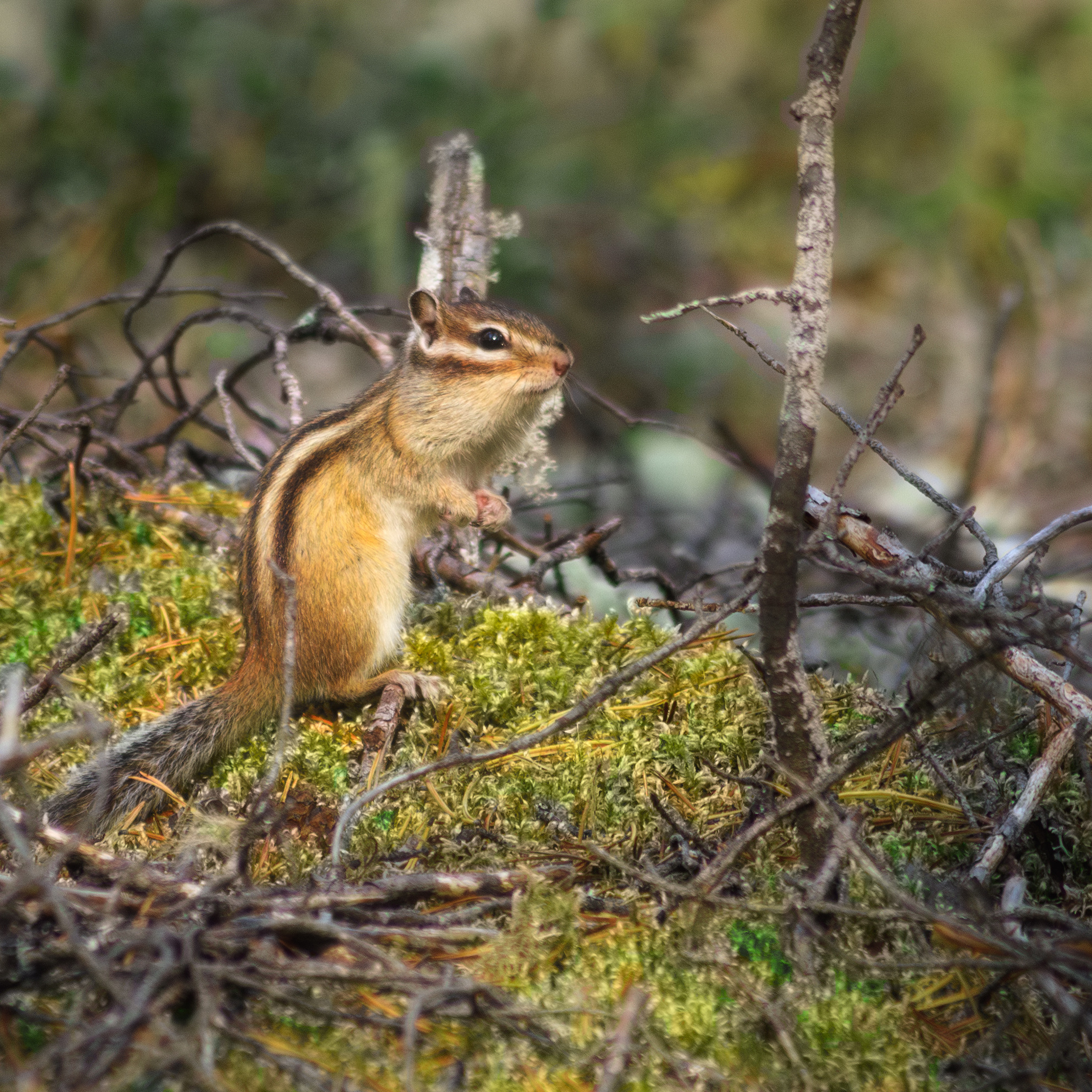 Бурундук готовиться к зимовке. Бурундук утепляет нору к зиме. Бурундук стоит на задних лапках.