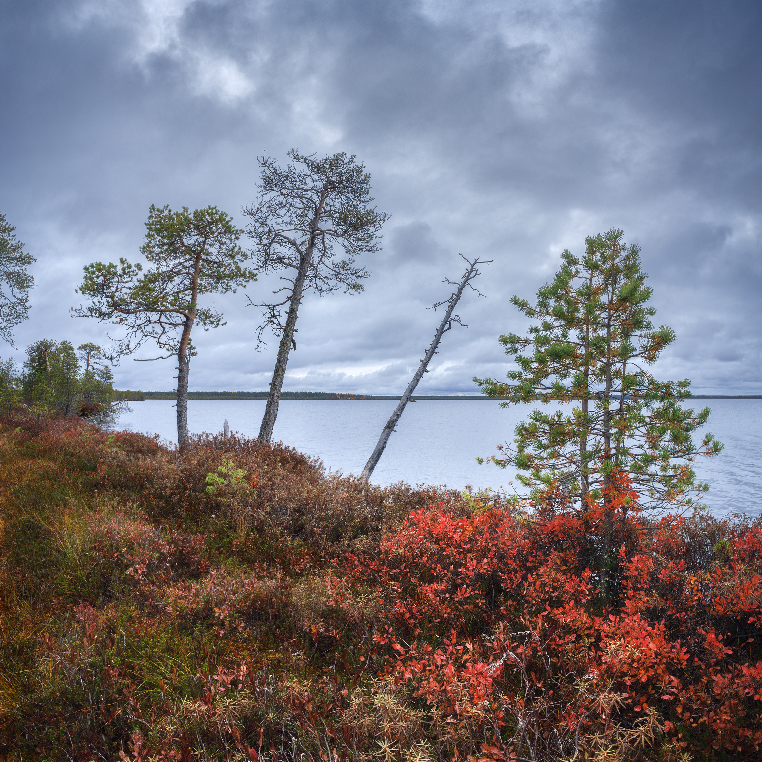 Хмурая осень на болоте. Алаые кусты голубики осенью. Пожелтевший багульник. Дождливая осень на озере Кадам. Осеннее болото и озеро. Сосны на берегу озера.