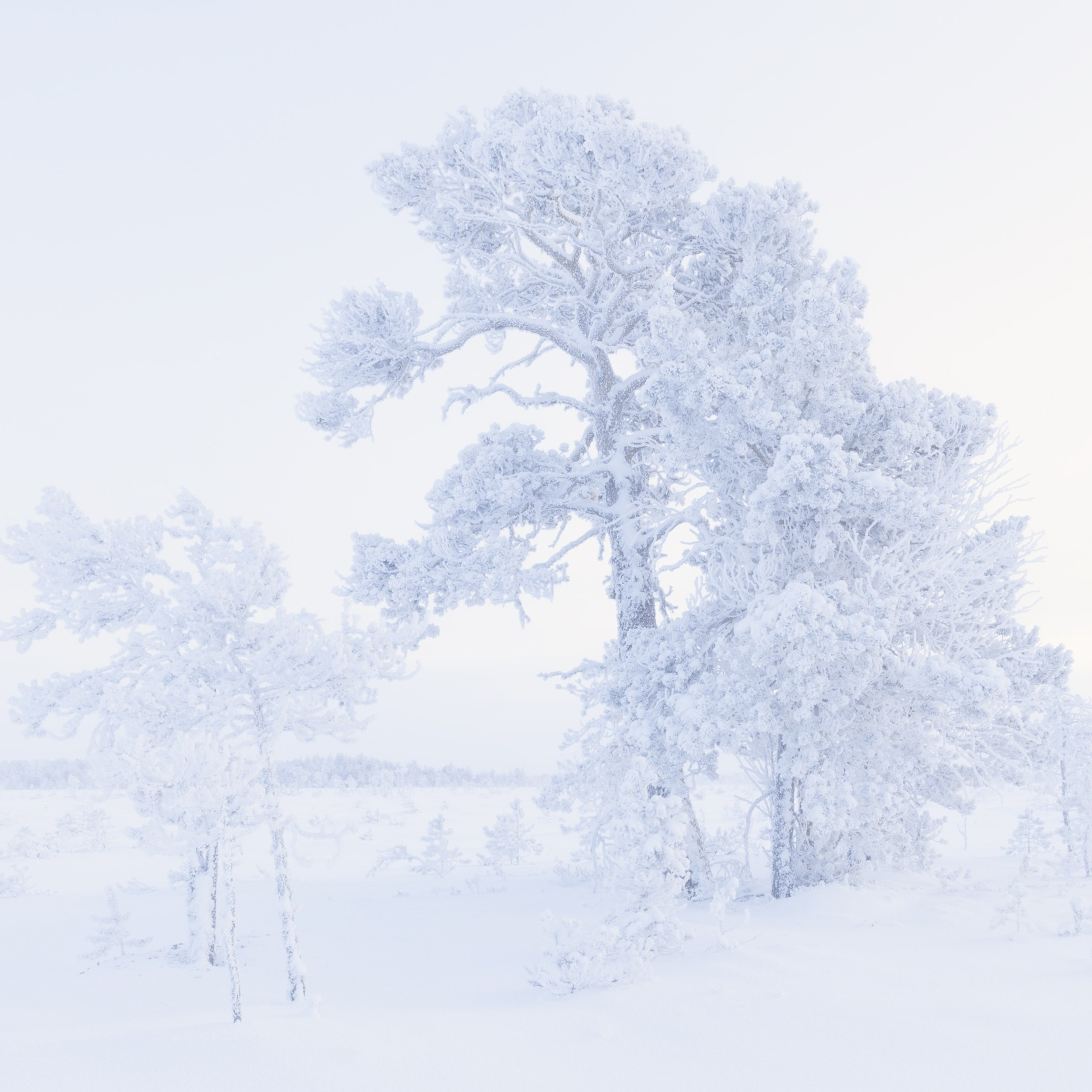 В царстве инея. Сосны на болоте покрытые инеем. Морозное утро на болоте. Замёрзшие деревья.