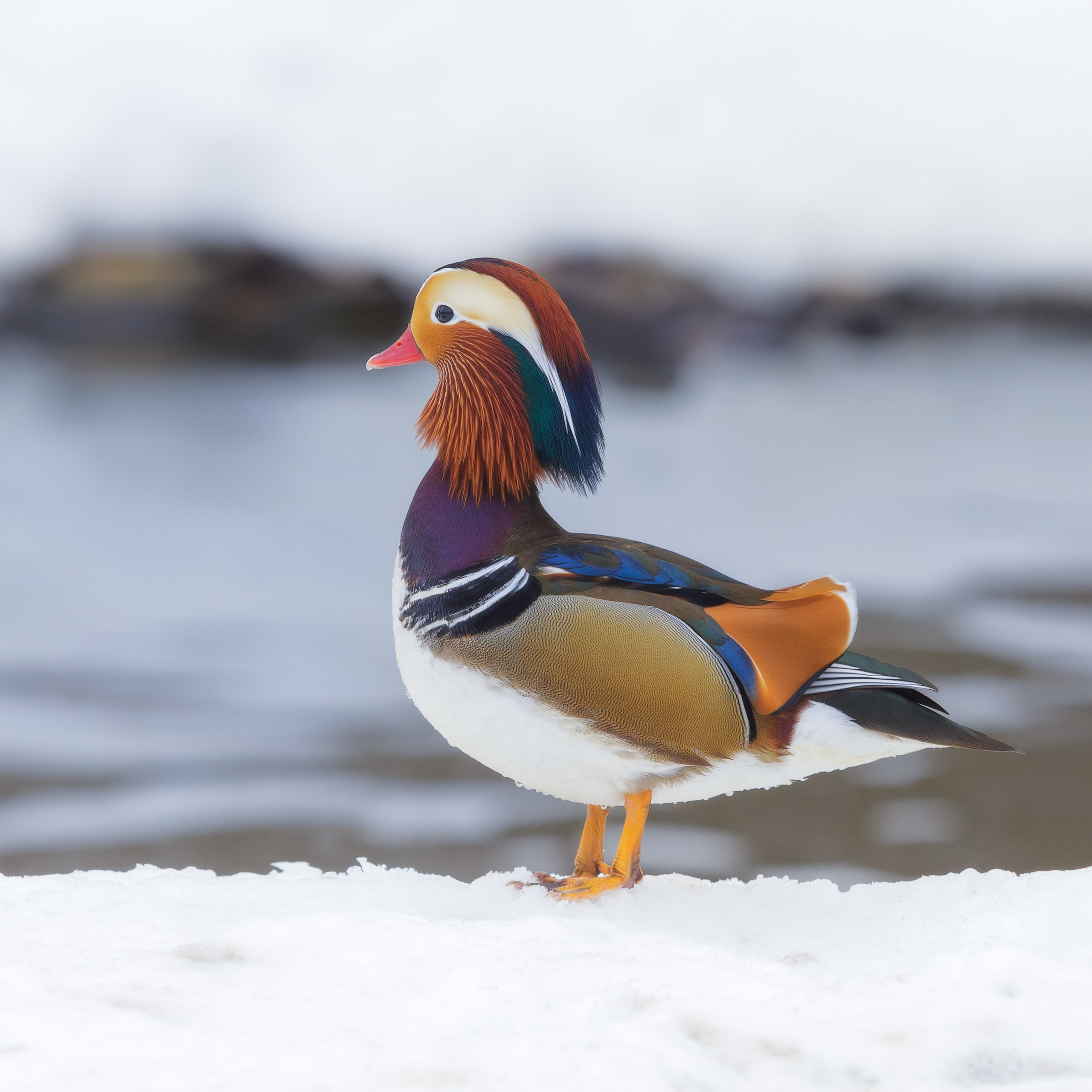 Самец Утки-мандаринки.