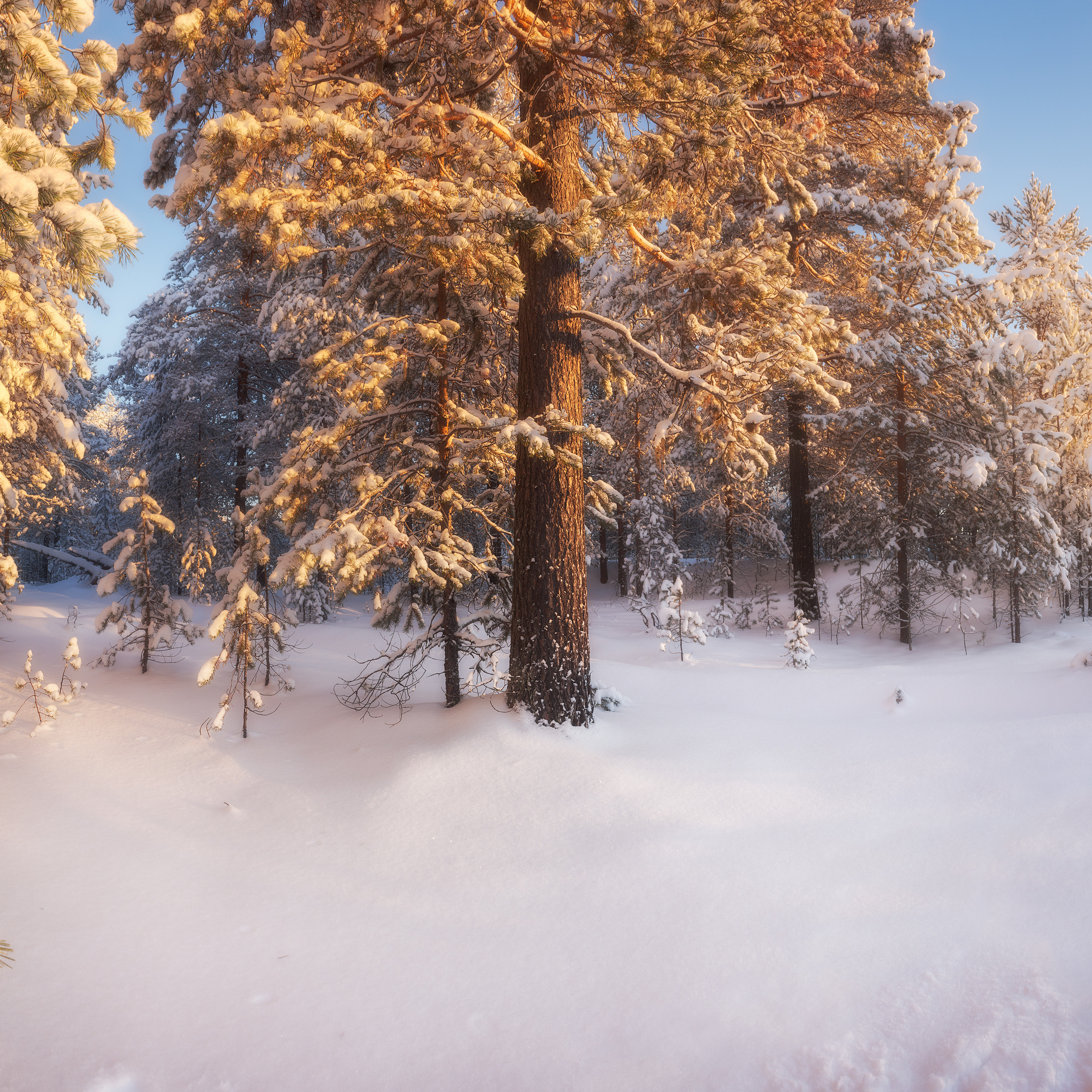 Сосновый бор. Закат в лесу. Зимний пейзаж. Природа севера. Морозная зима.